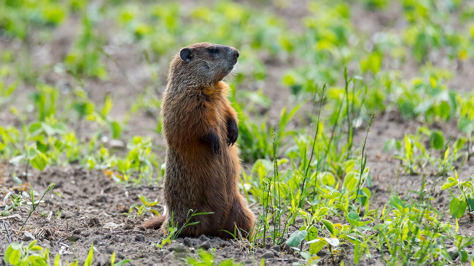 Groundhog See the story here /opi