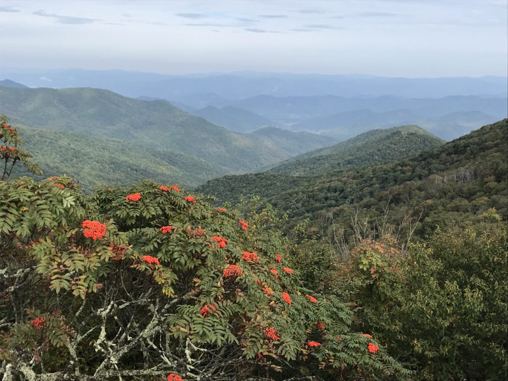 Mountain Ash at Craggy Gardens, Milepost 366