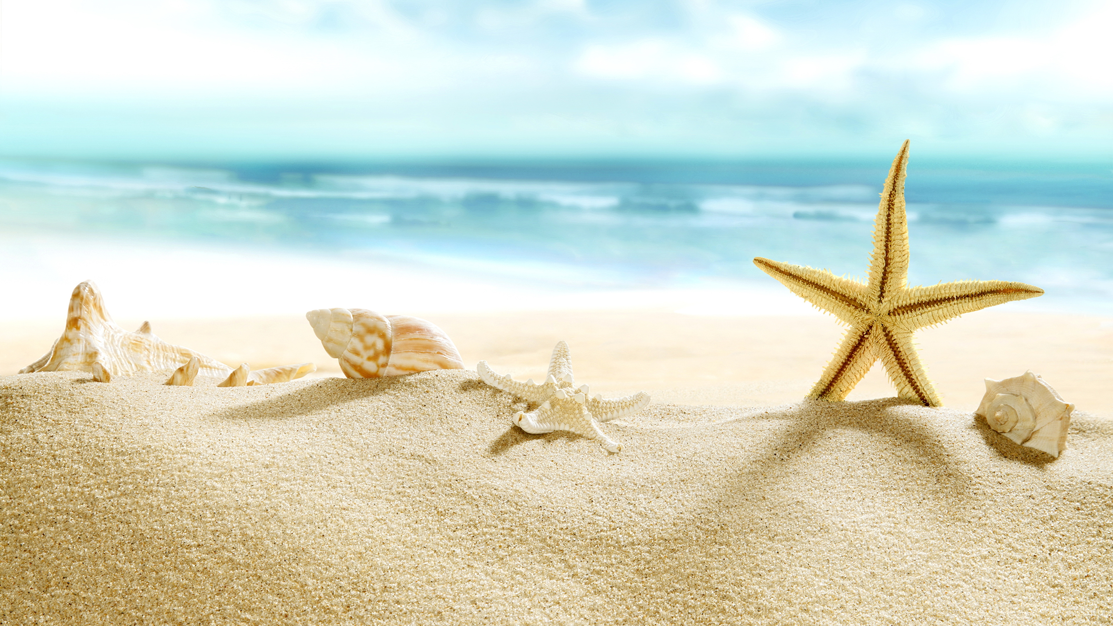 Image sea stars Beach Sea Nature Sand Shells Coast 3840x2160