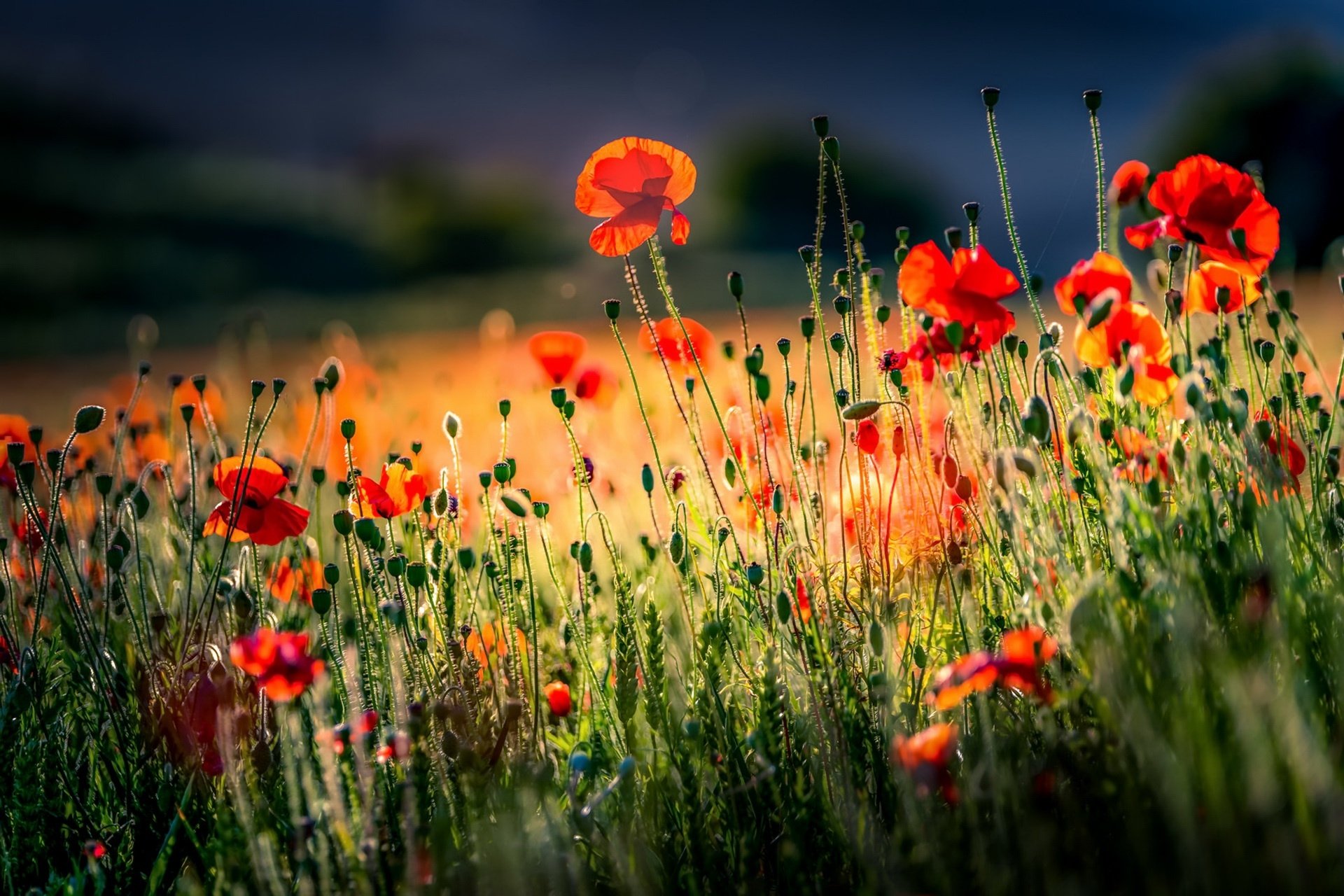 Radiant Red Poppies in Summer's Soft Depth of Field
