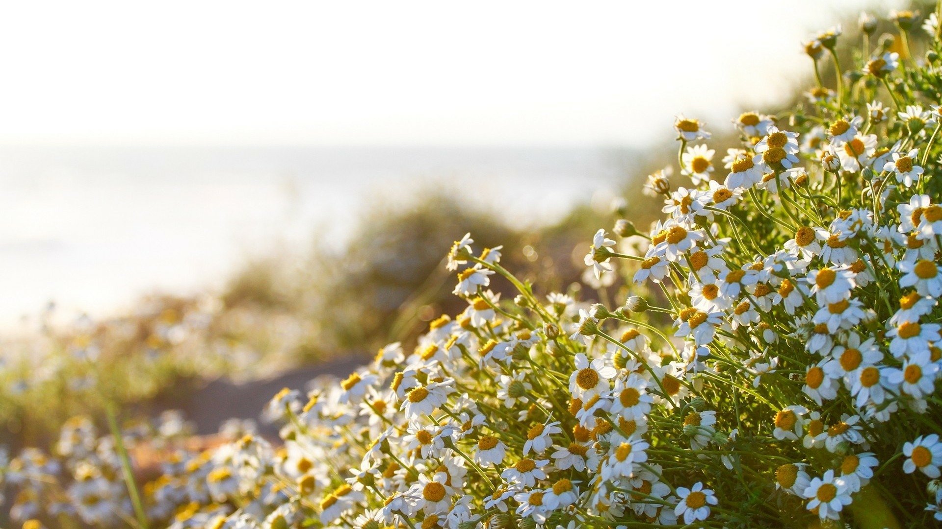 Download Sunny White Flower Summer Nature Chamomile Flower HD Wallpaper