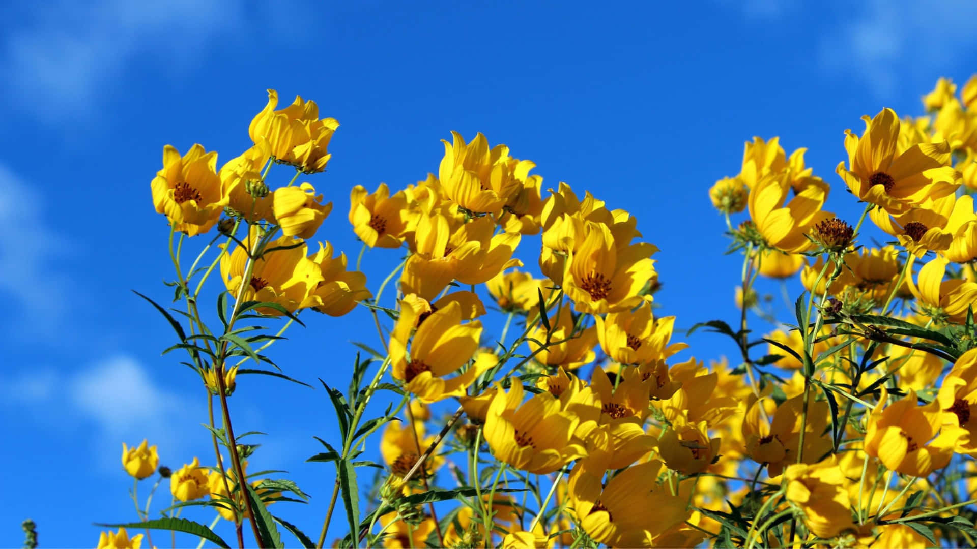 Yellow Aesthetic Flower Desktop Wallpaper
