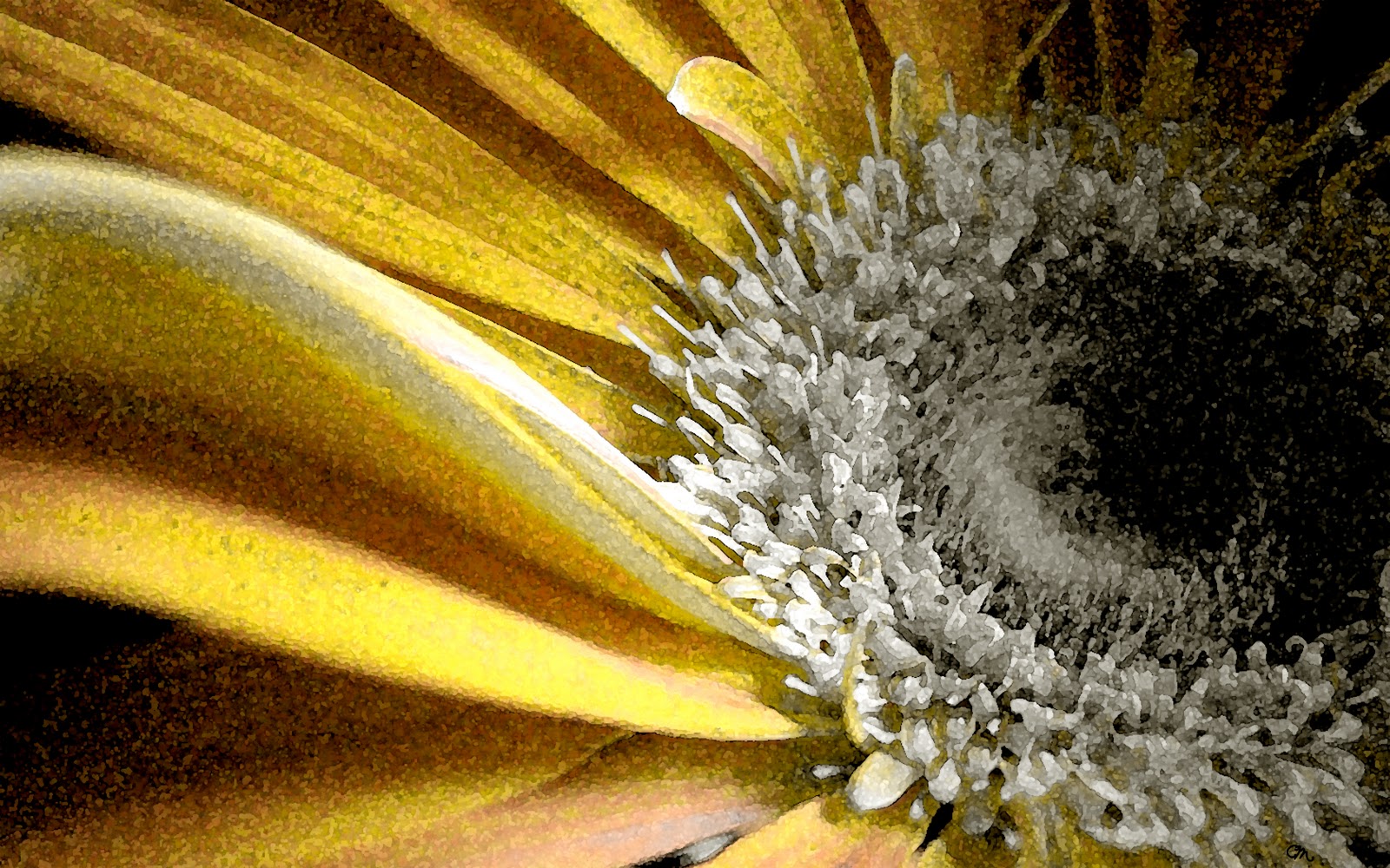 This Fresh Fossil: Freebie Friday: Flower Desktop Wallpaper