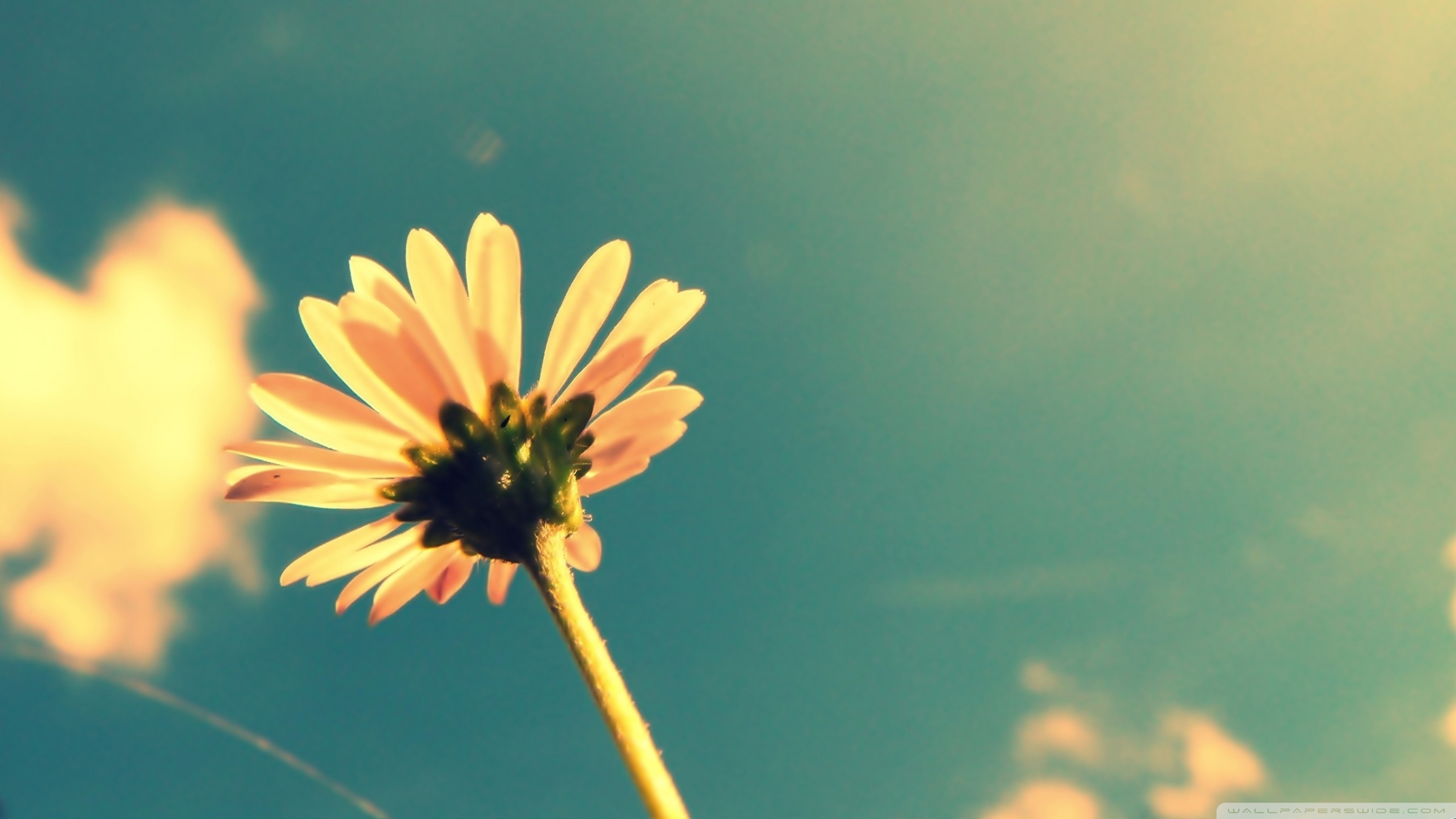 Summer Flower Retro Sunshine 4K UHD Wallpaper for UltraHD Desktop and TV, Dual Monitor, Smartphone and Tablet Devices