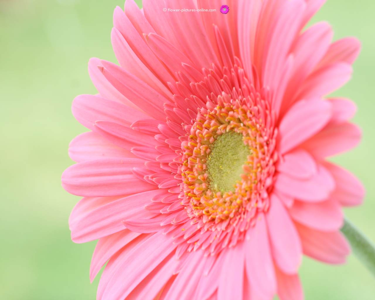 Pink Summer Flowers Desktop Wallpaper, HD Pink Summer Flowers Desktop Background on WallpaperBat