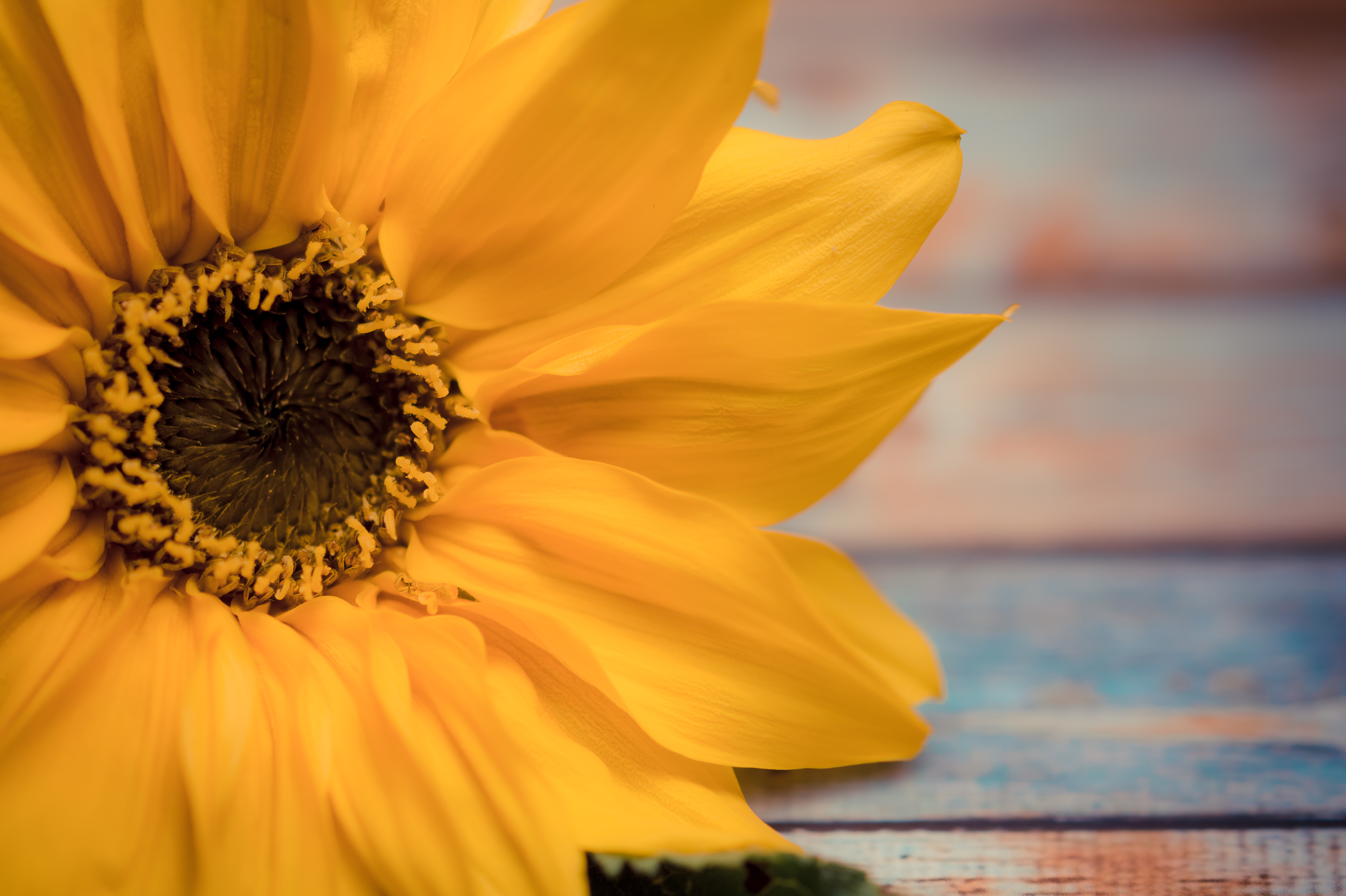 Free Image, sunflower, flower, yellow, flowers, background, summer, flora, petal, close up, macro photography, pollen, spring, sunlight, flowering plant, sky, computer wallpaper, daisy family, wildflower, still life photography 5358x3567
