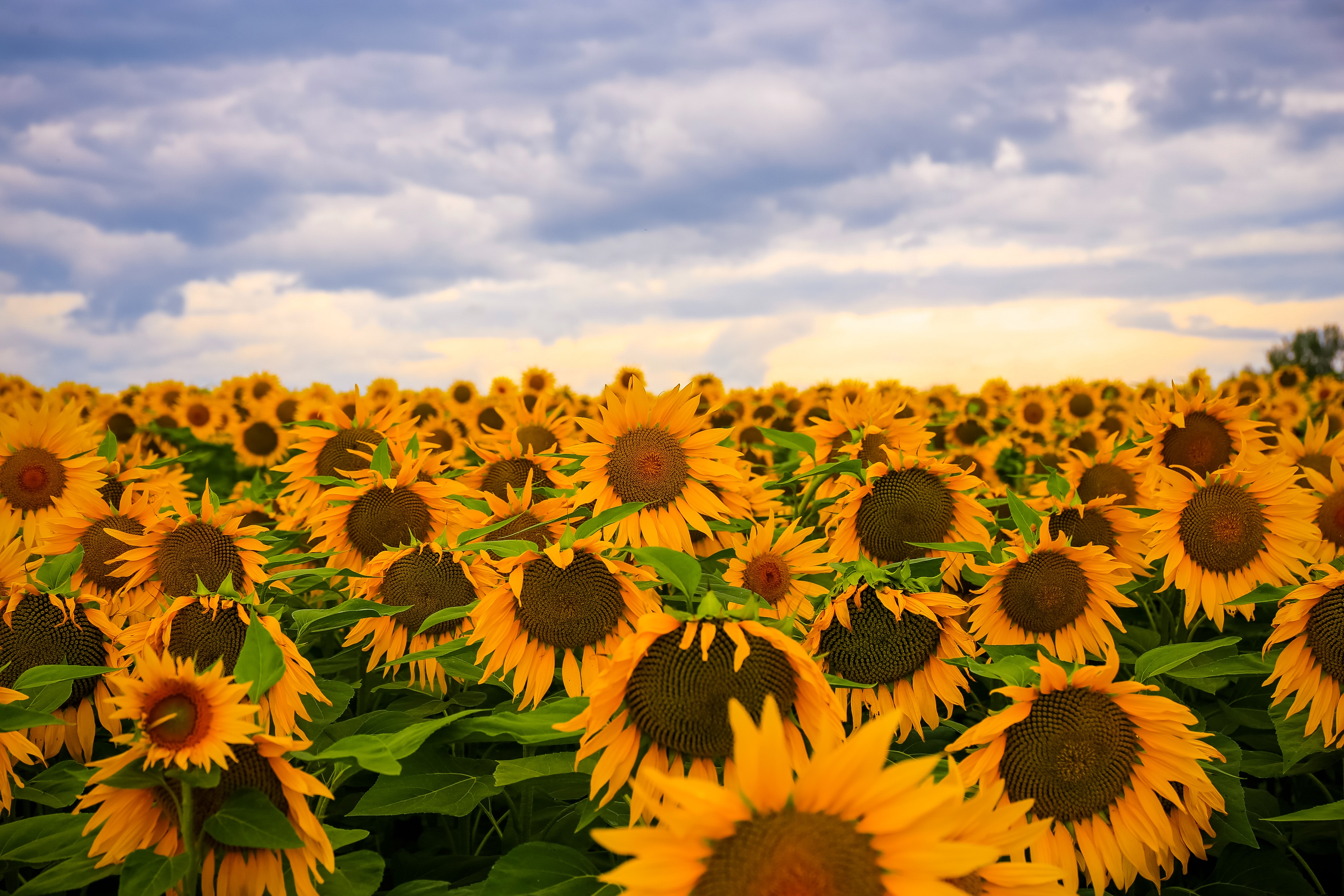Free Image, landscape, nature, sky, sun, field, meadow, prairie, sunlight, flower, summer, spring, yellow, agriculture, wildflower, sunny, cool image, summertime, cool photo, flowering plant, daisy family, asterales, sunflower seed, computer wallpaper