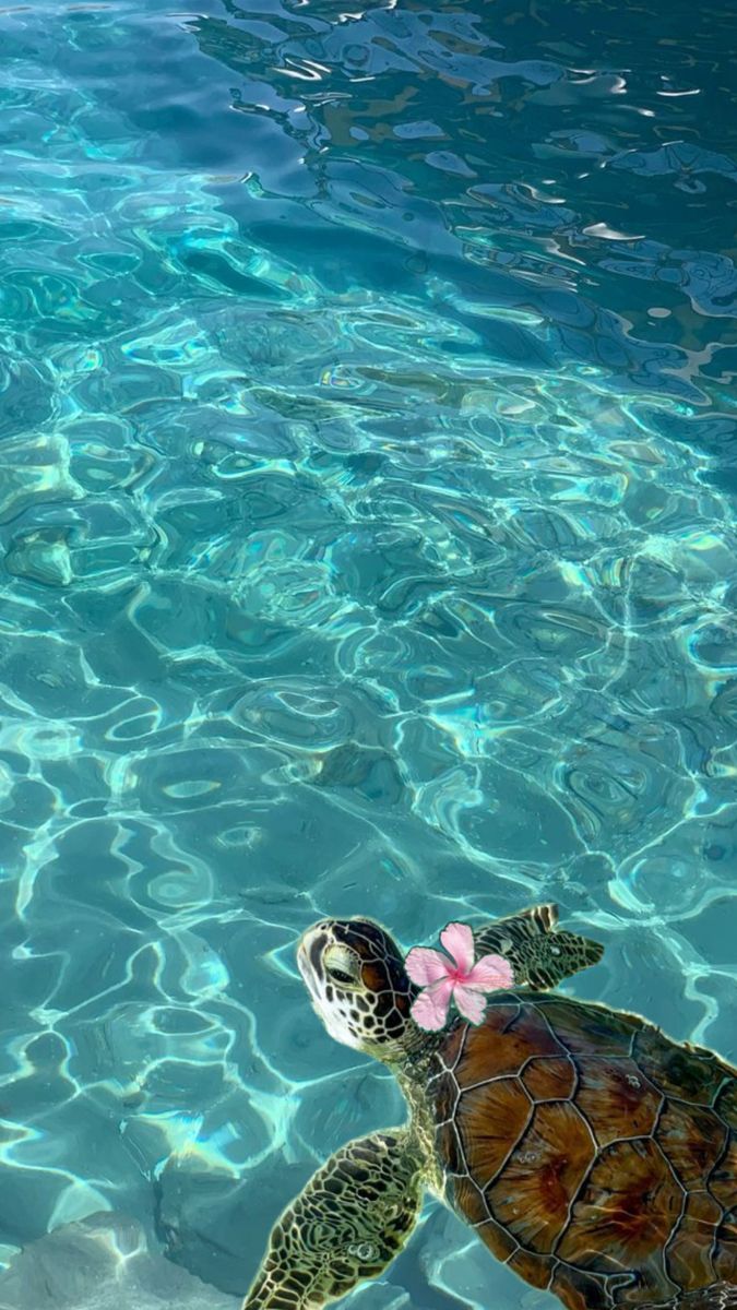 Little cuties. Cute summer wallpaper, Beautiful ocean picture, Pretty landscapes