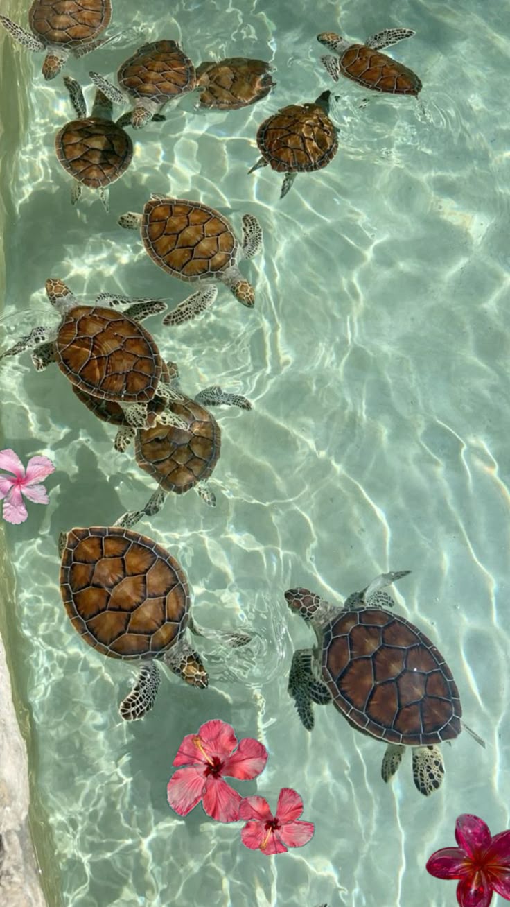 Mes. Cute summer wallpaper, Beach picture, Sea turtle picture