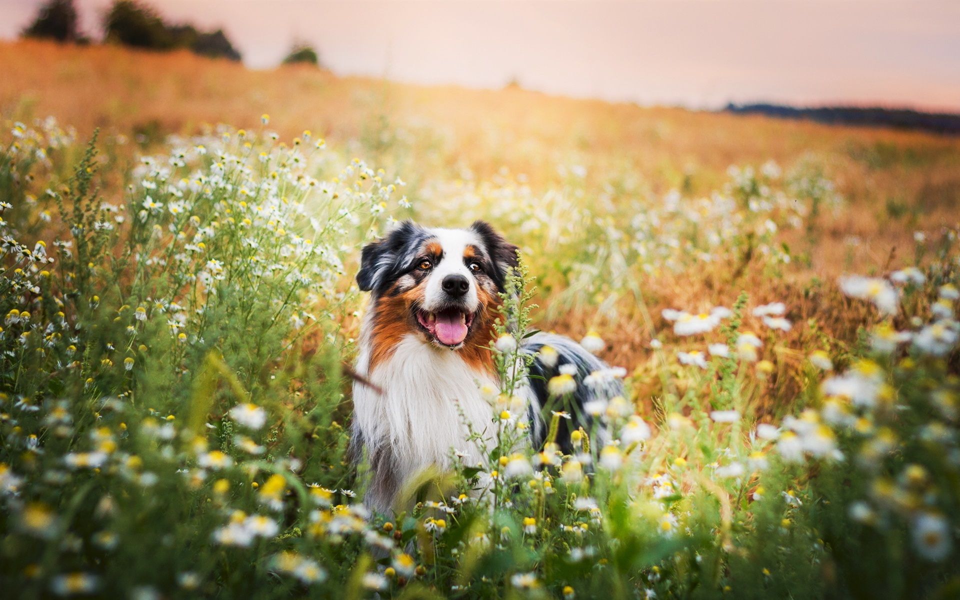 Summer Dog Wallpaper, HD Summer Dog Background on WallpaperBat