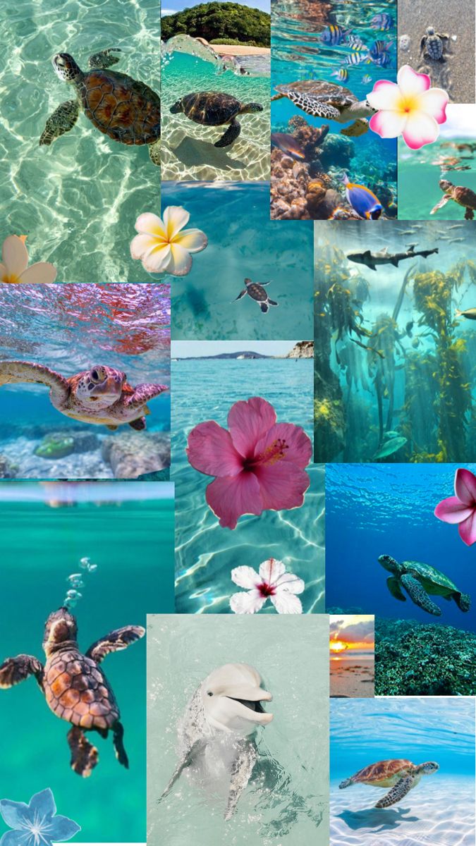 Les animaux dans la mer