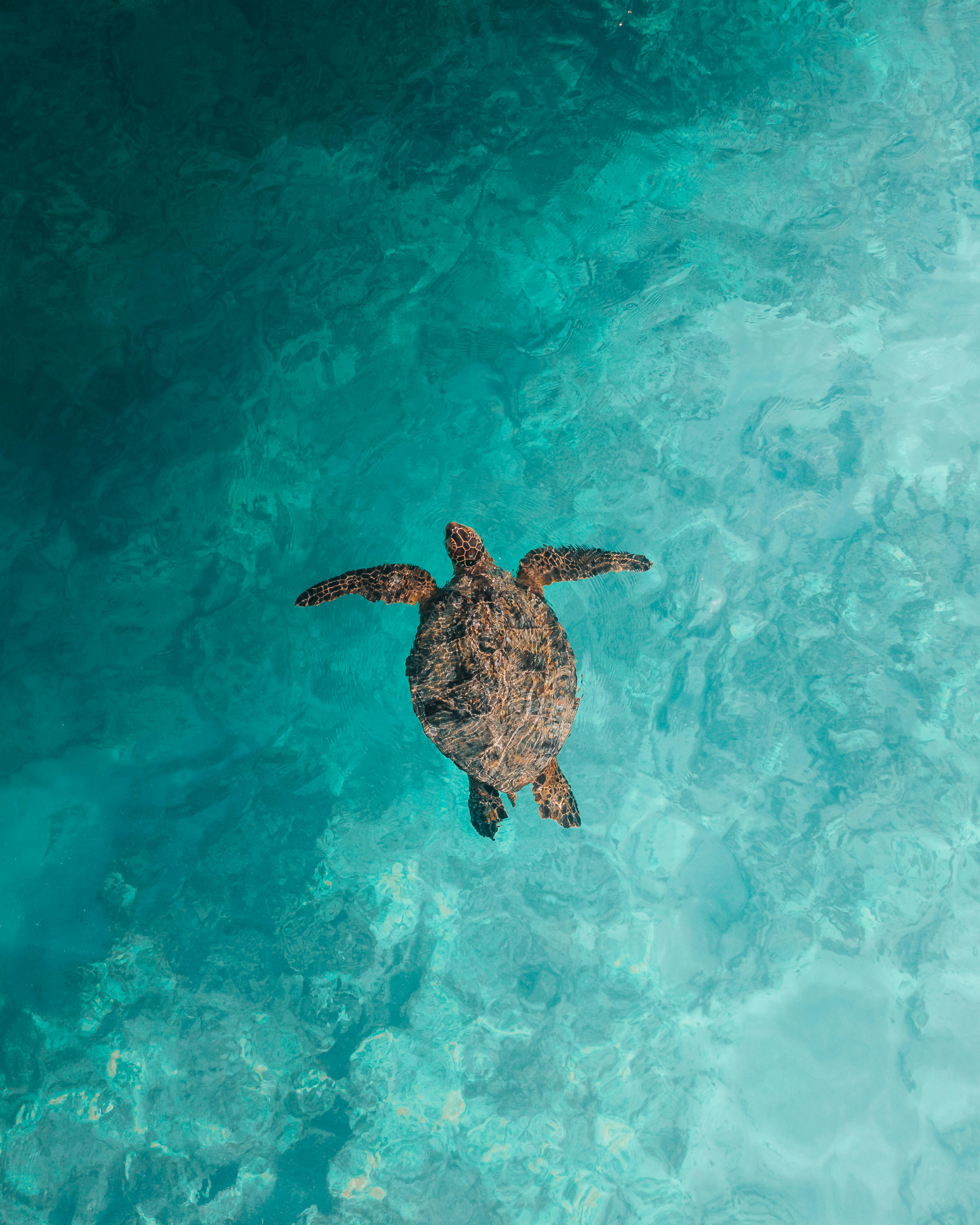 Top View of Turtle in Blue Sea · Free