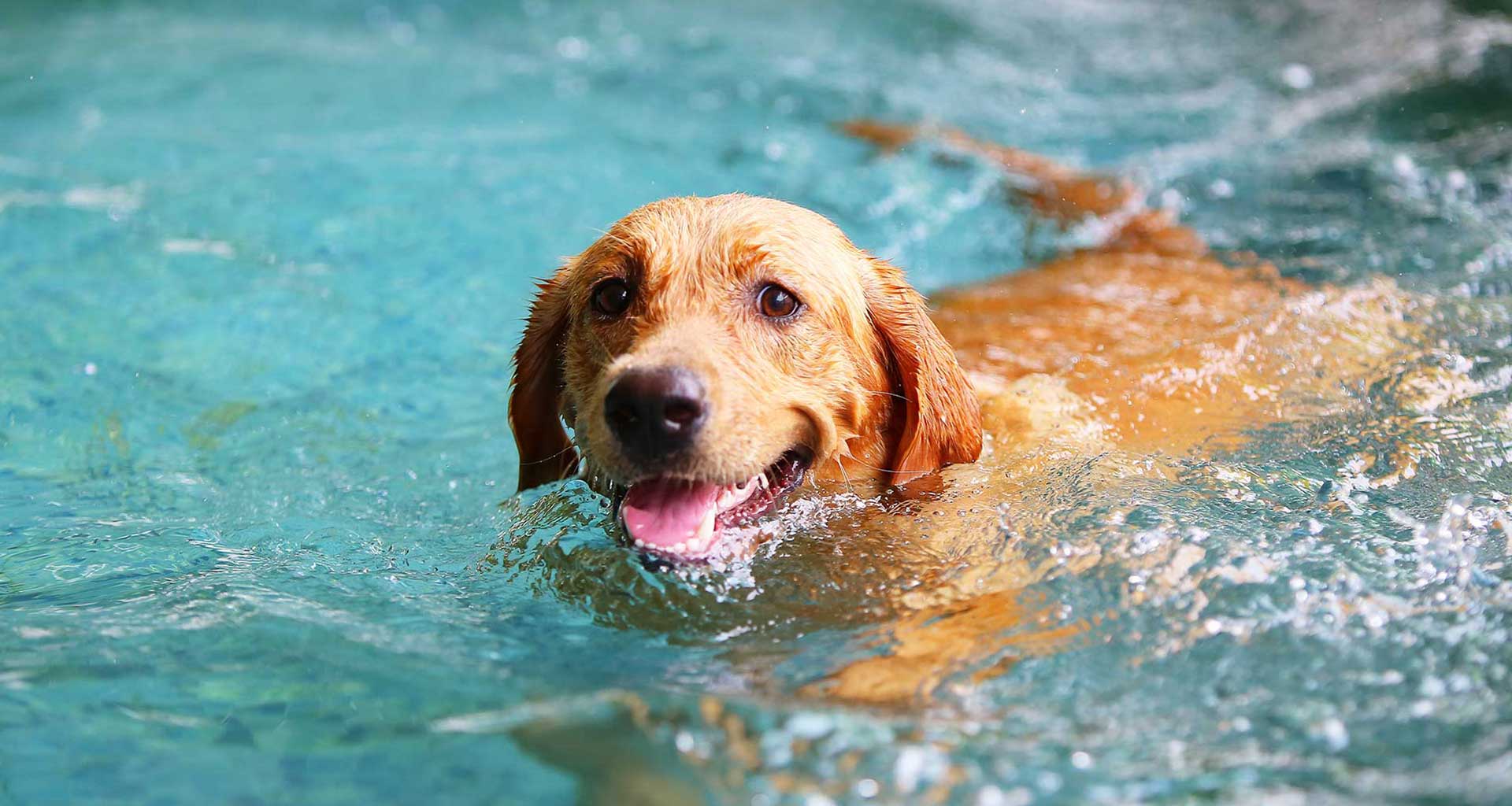 Summer safety tips for your pets Vale Veterinary Hospital