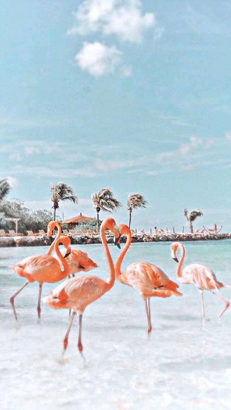 Idea Pins by you. Cute animals image, Cute animal photo, Beautiful summer wallpaper