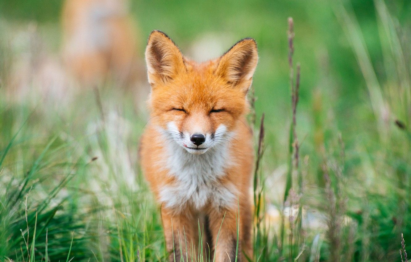 Animals Summer Wallpaper, HD Animals Summer Background on WallpaperBat