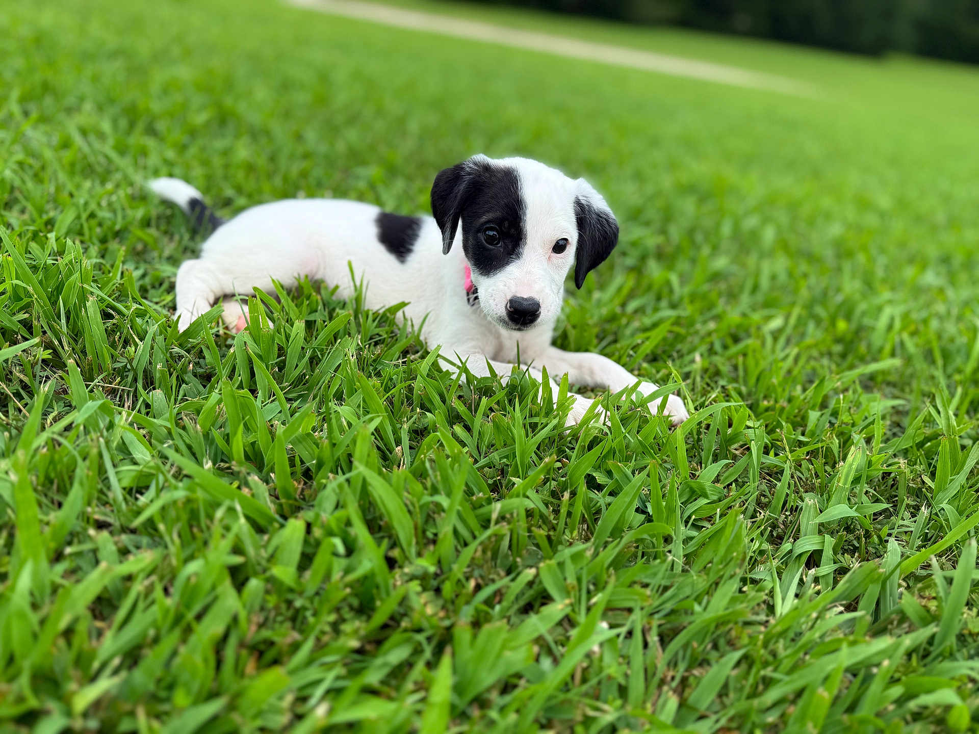 Support Coco in Dog Photo Contest