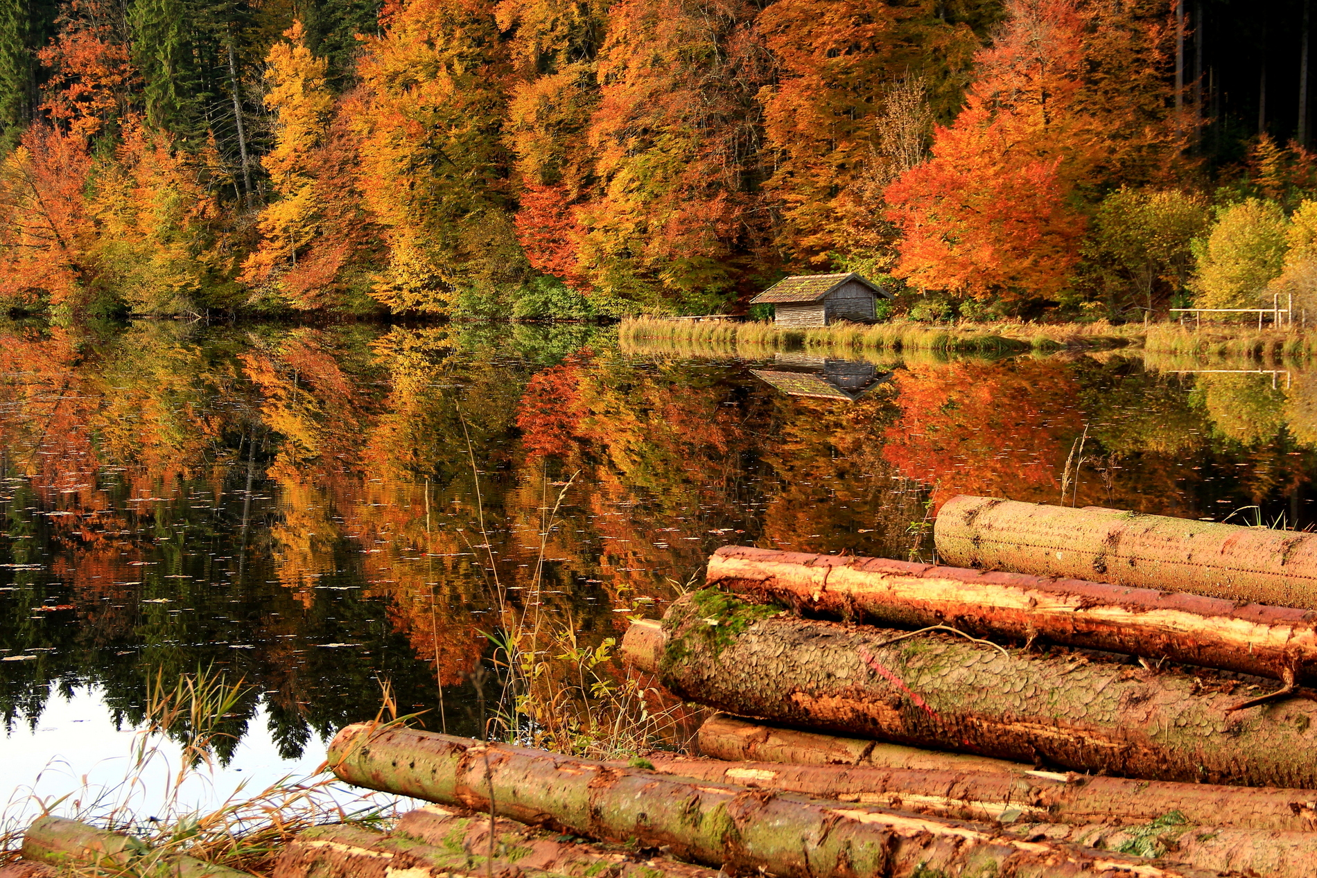 trees, Forest, House, Logs, Lake, Reflection, Autumn Wallpaper HD / Desktop and Mobile Background