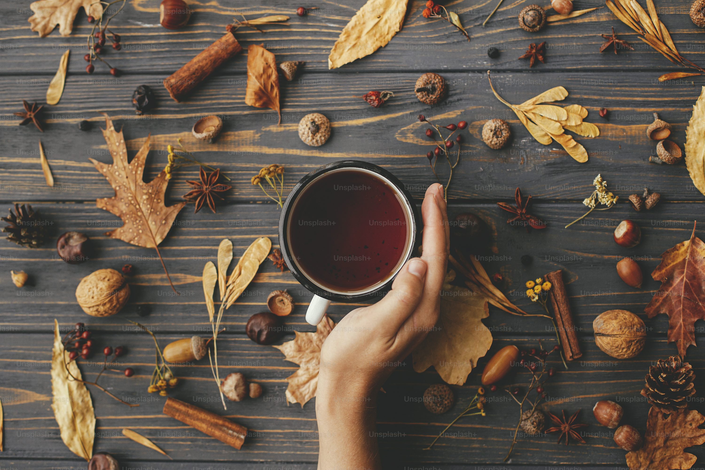 Cozy autumn days. Hand holding warm cup of tea on background of autumn leaves, berries, nuts, anise, acorns, pine cones on rustic dark wood. Happy Thanksgiving. Autumn flat lay photo