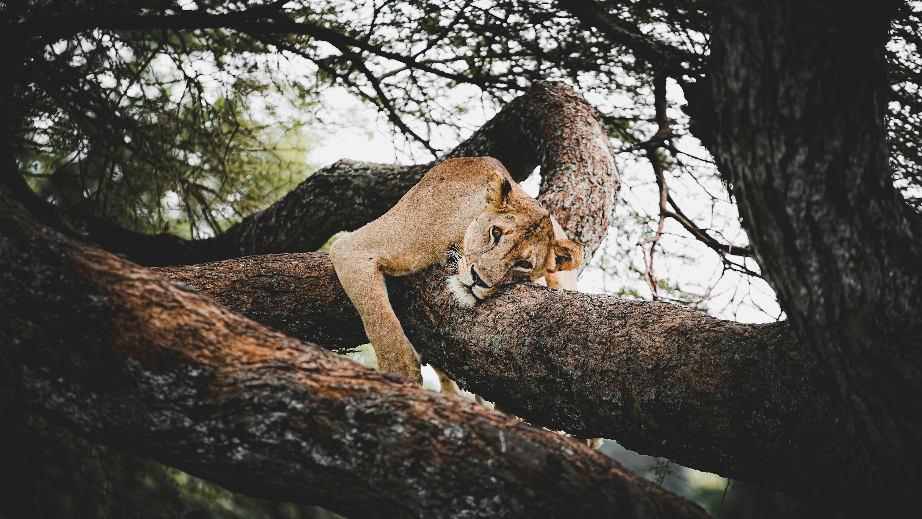 A lion is climbing up a tree branch photo