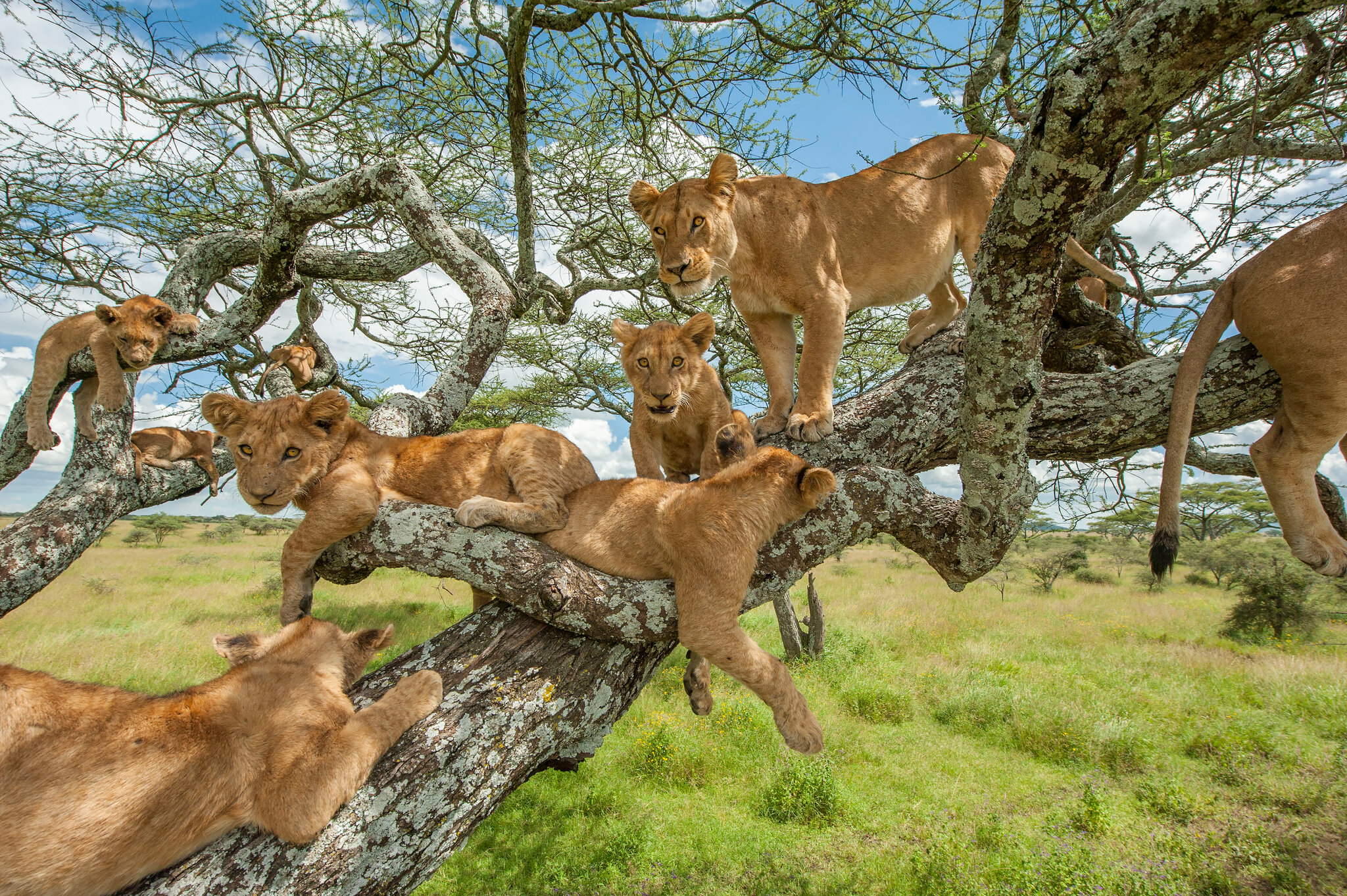 Why Don't All Lions Climb Trees?