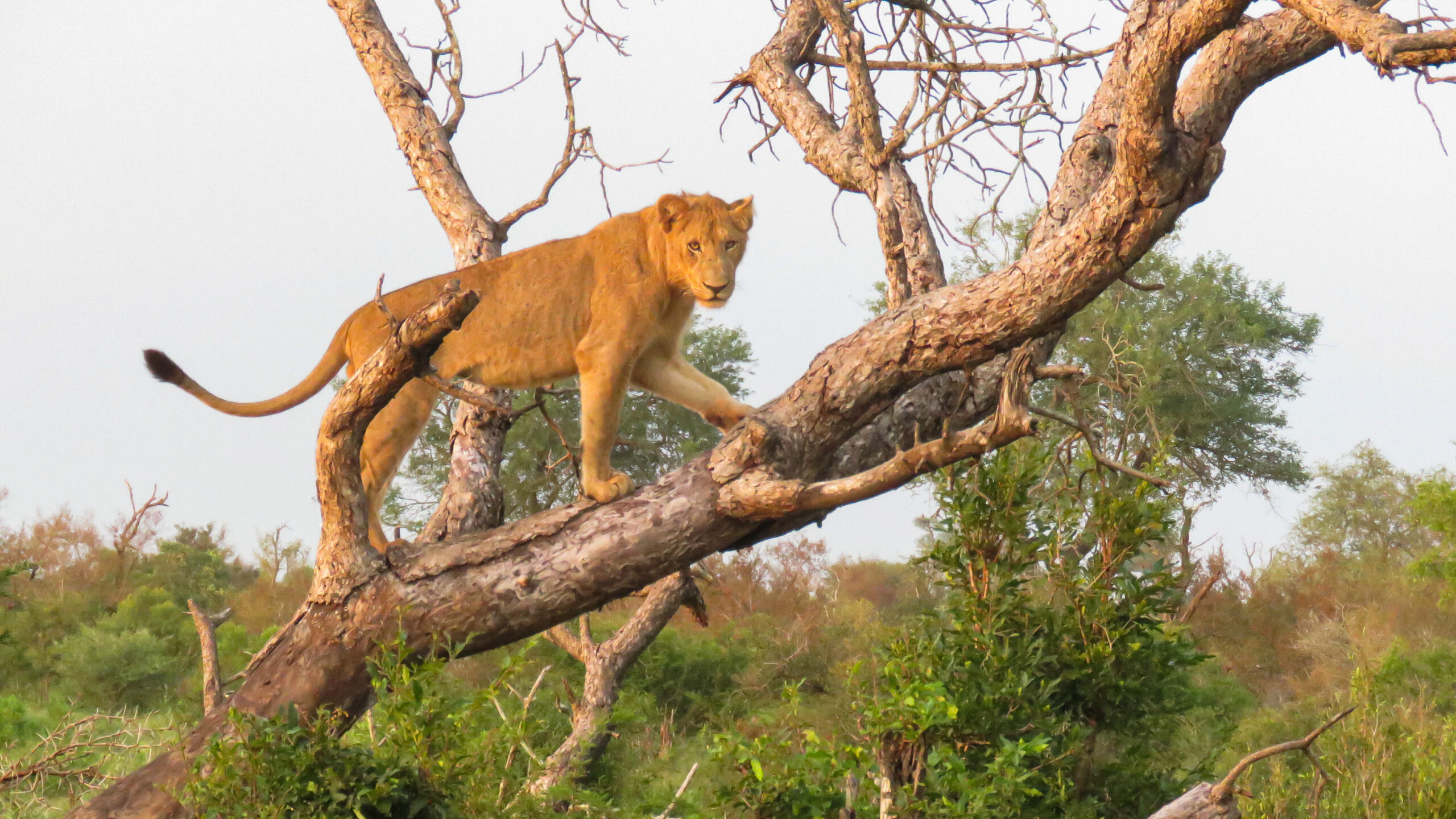 Pride of Lions Climb Trees to Escape Recent Floods