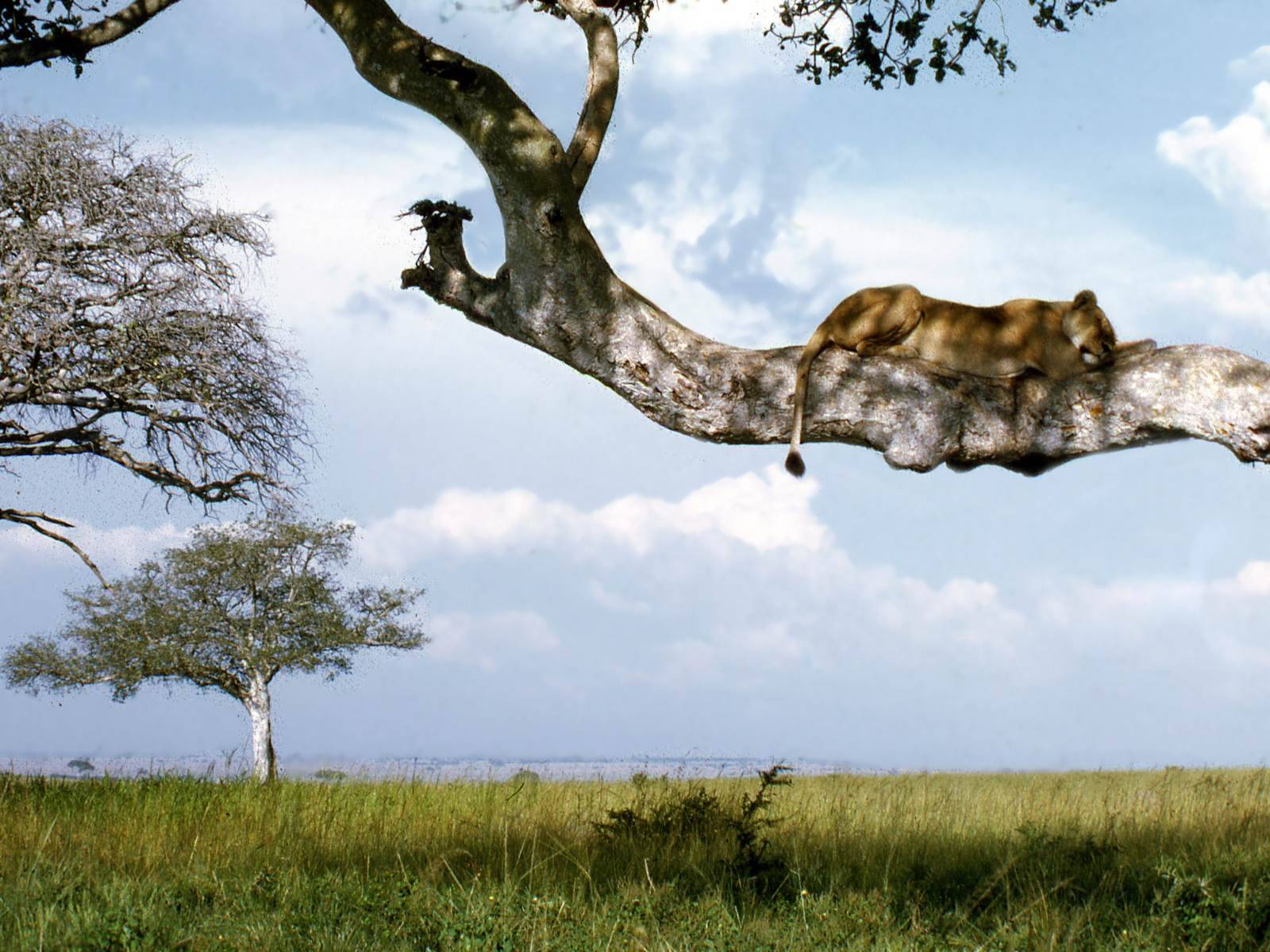 Tree Climbing Lions Of Uganda • Ishasha Section