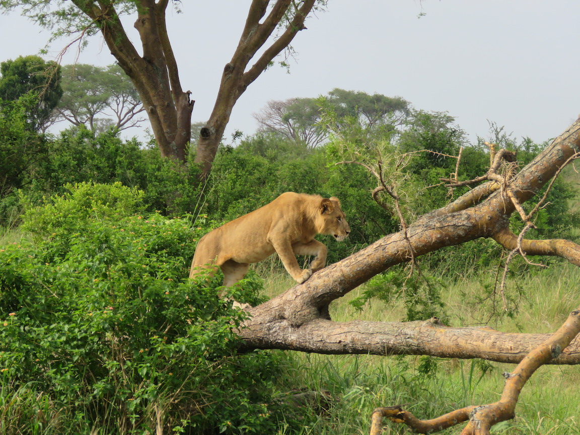 Do Lions Climb Trees?