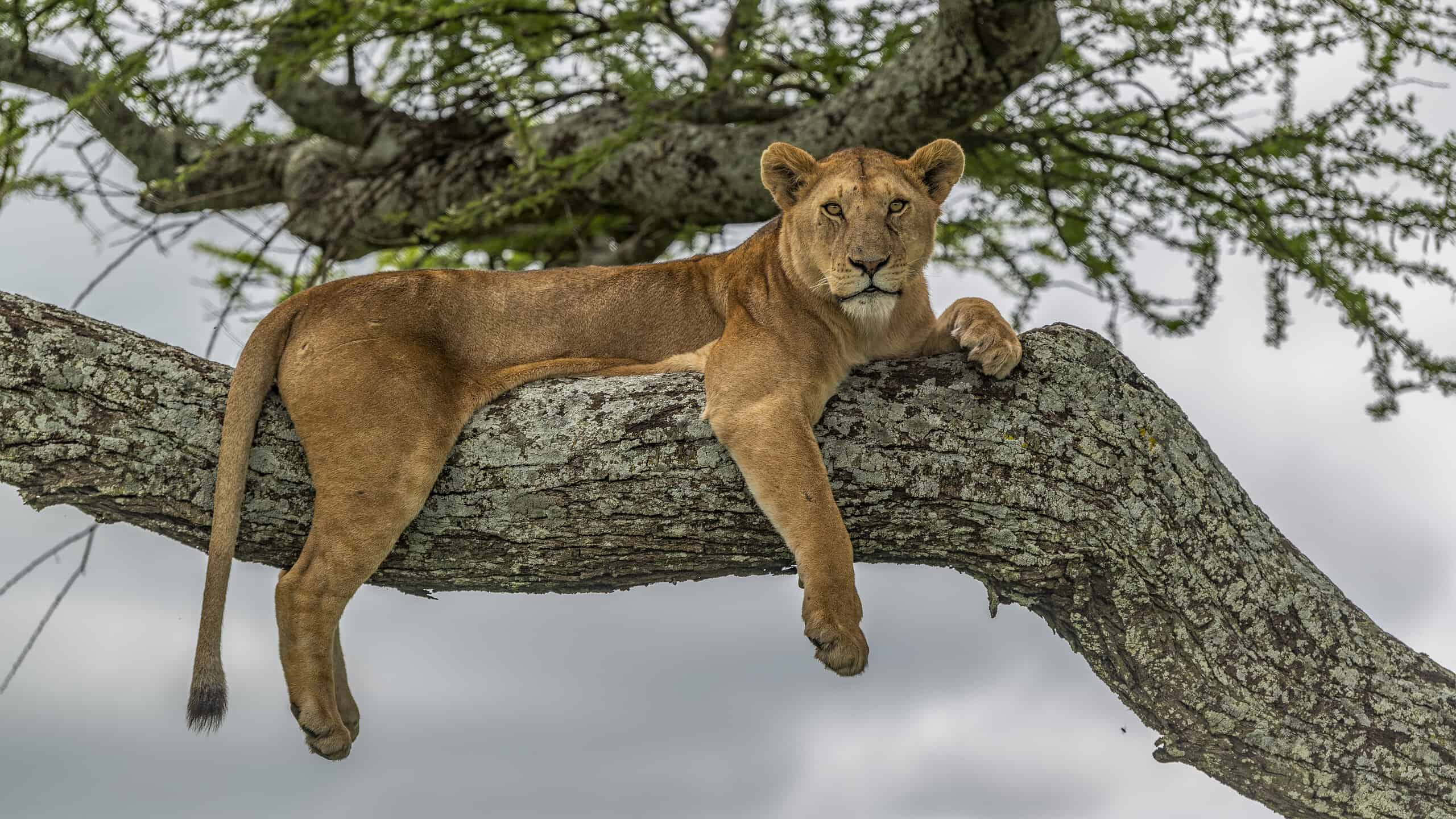 Can Lions Climb Trees?-Z Animals