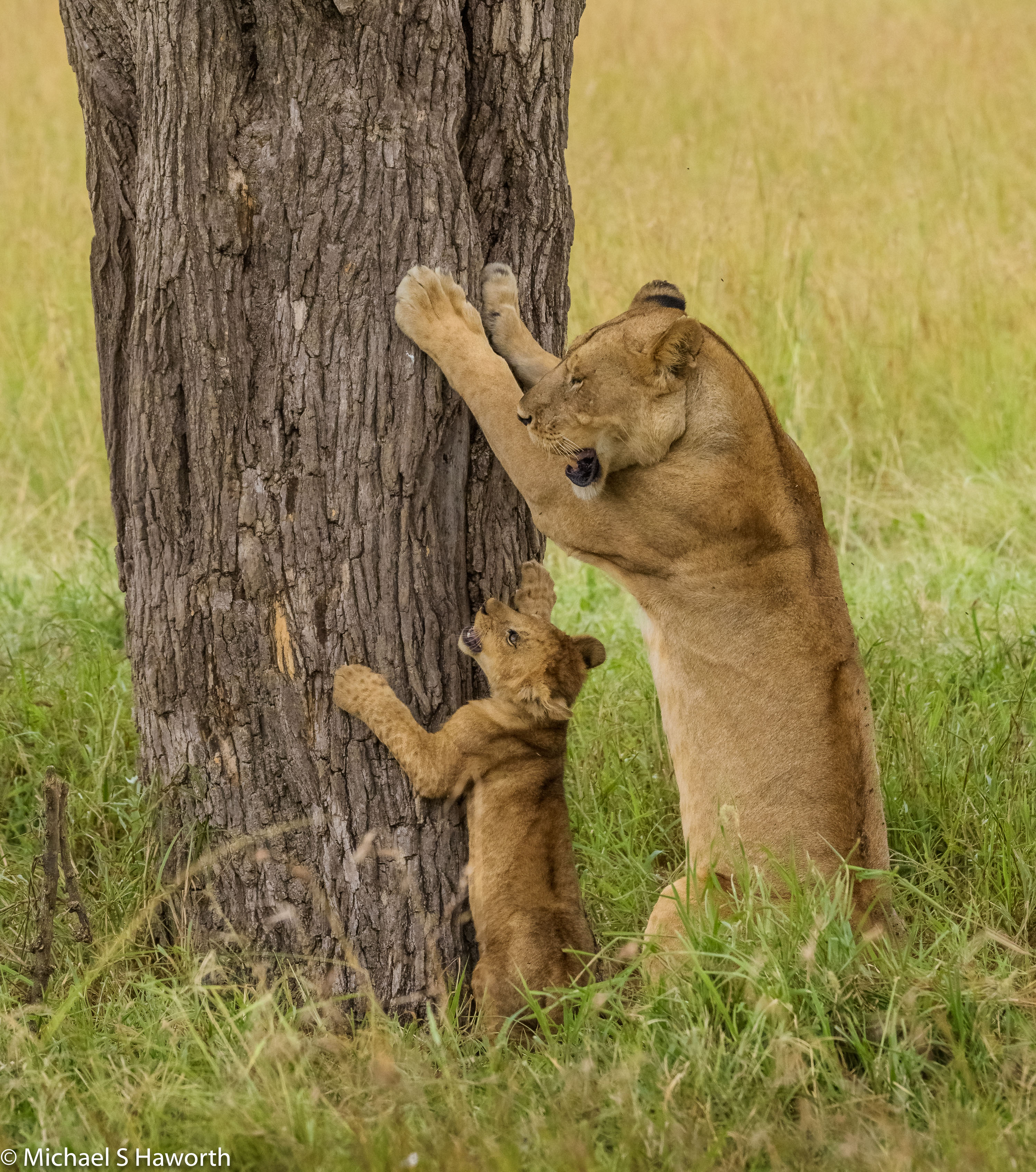 Serengeti's tree climbing Lions. Howie's Wildlife Image
