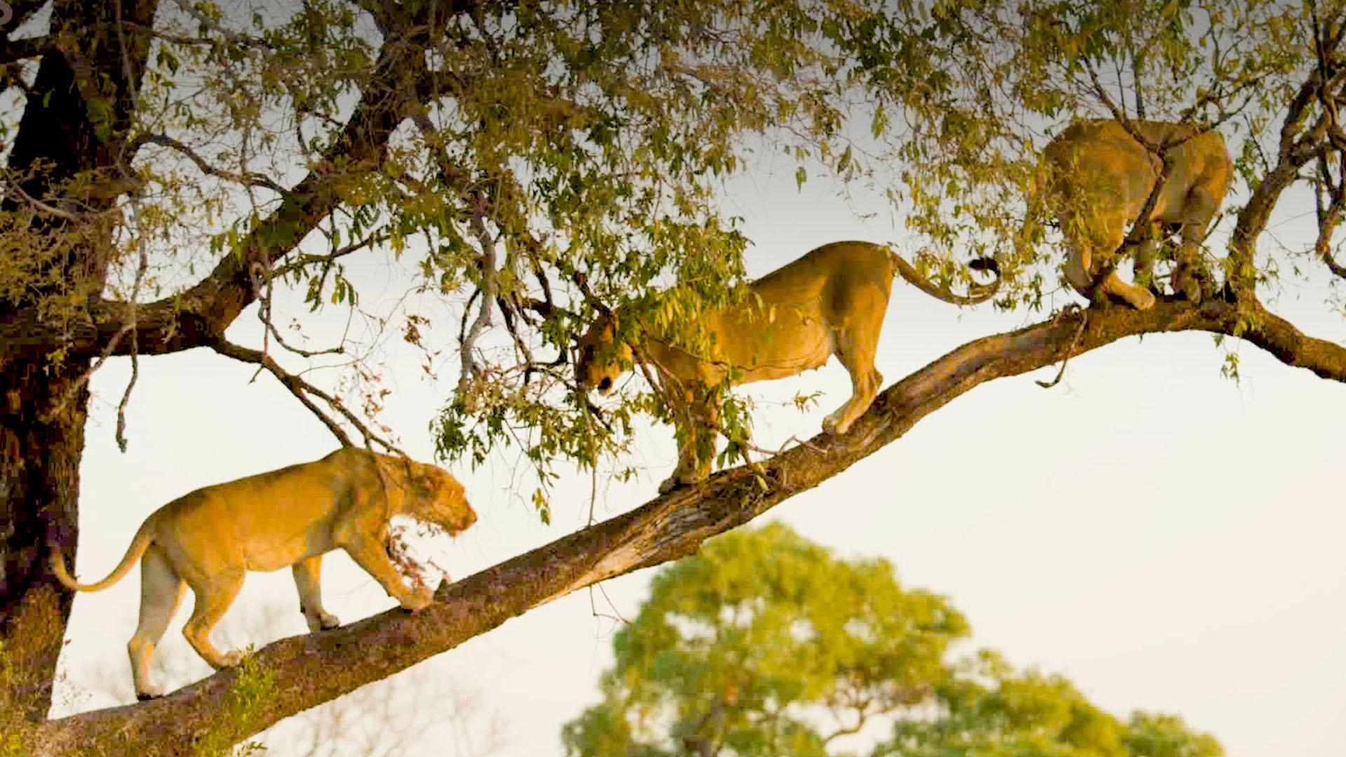 Big Cats 24 7 Cats Unleashed Are Africa's Big Cats Climbing Trees? Cities PBS