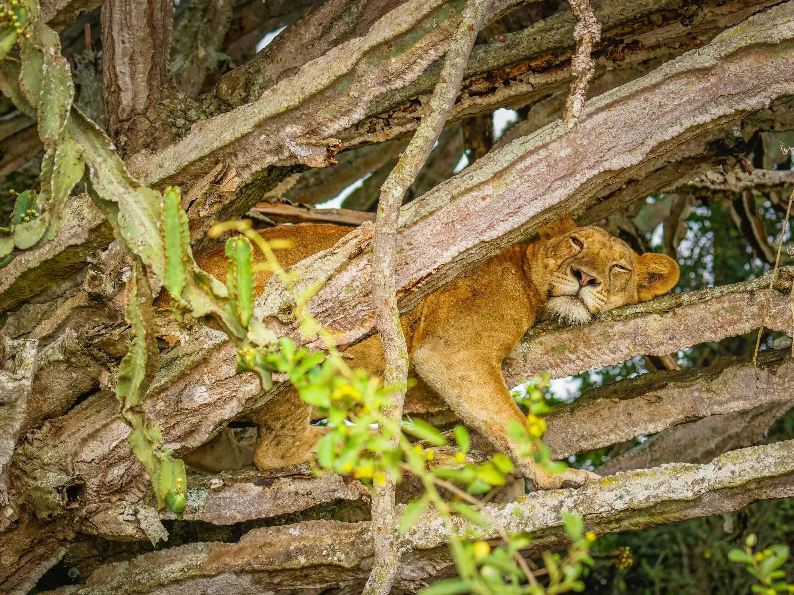 Tree Climbing Lions Of Uganda • Ishasha Section