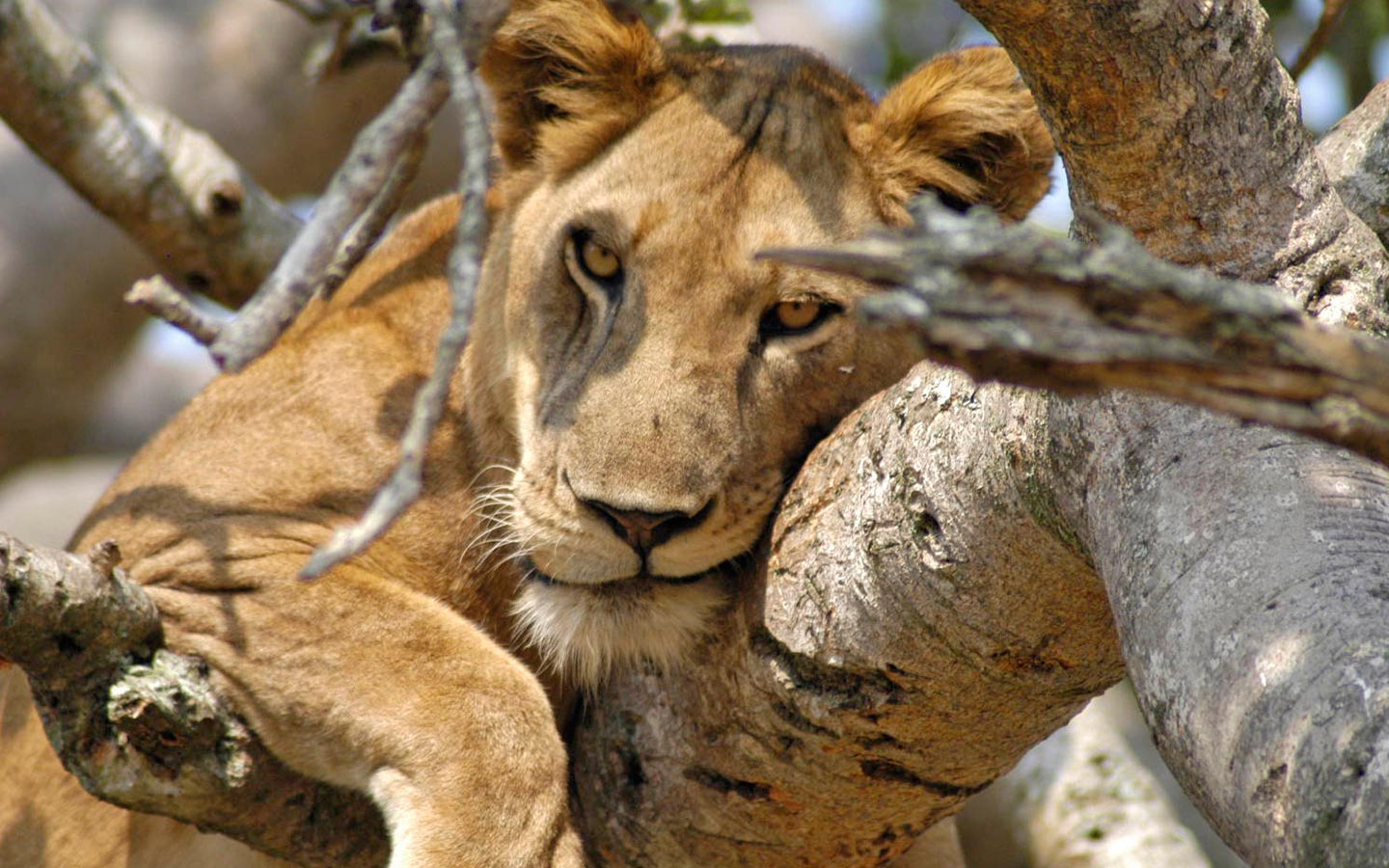 Tree climbing lions in Queen Elizabeth National Park