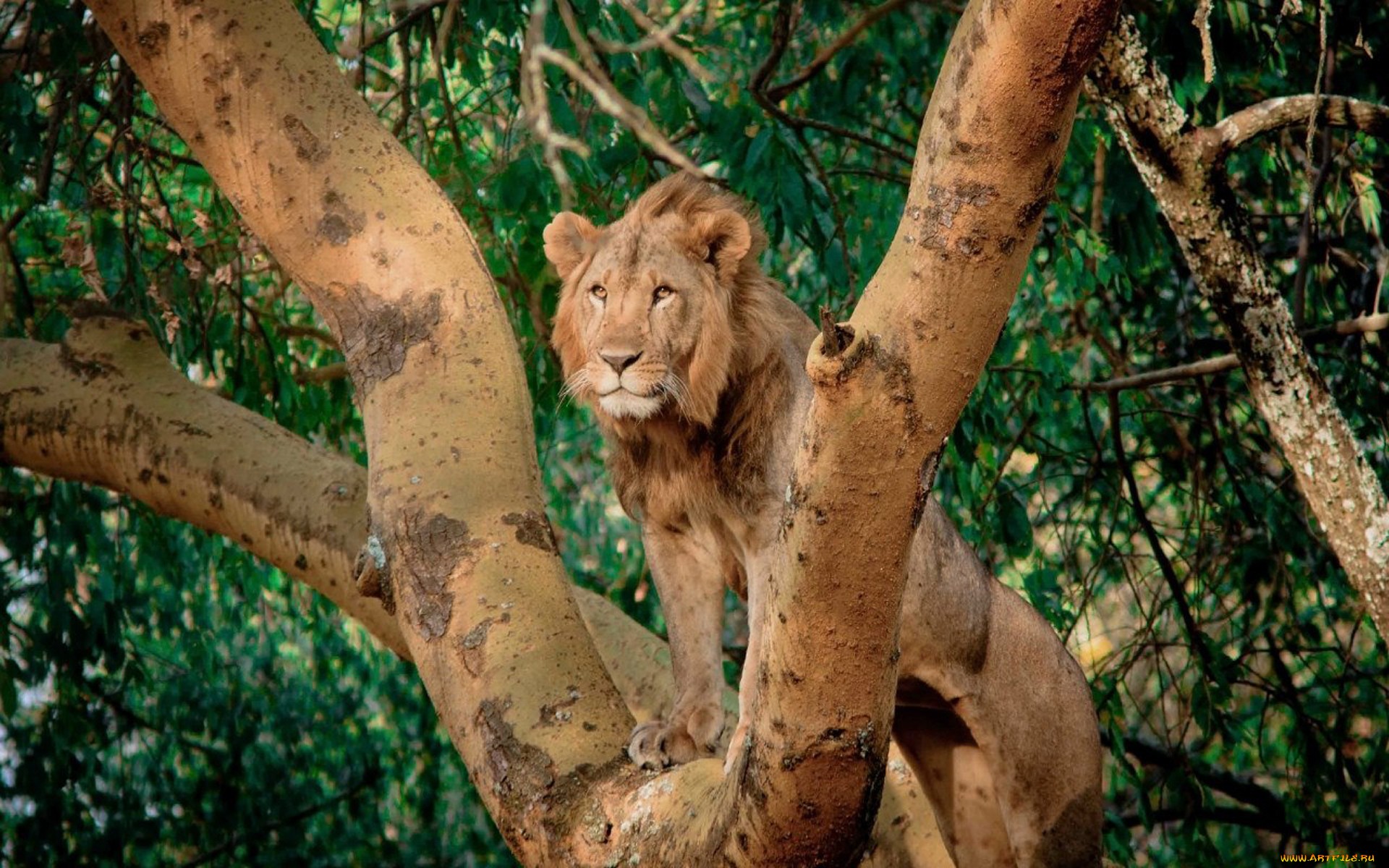 Majestic Lion in Nature HD Wallpaper