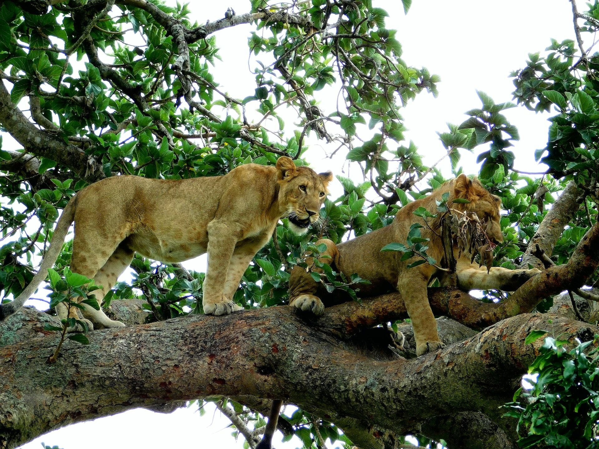 What Are Tree Climbing Lions? Africa Safaris