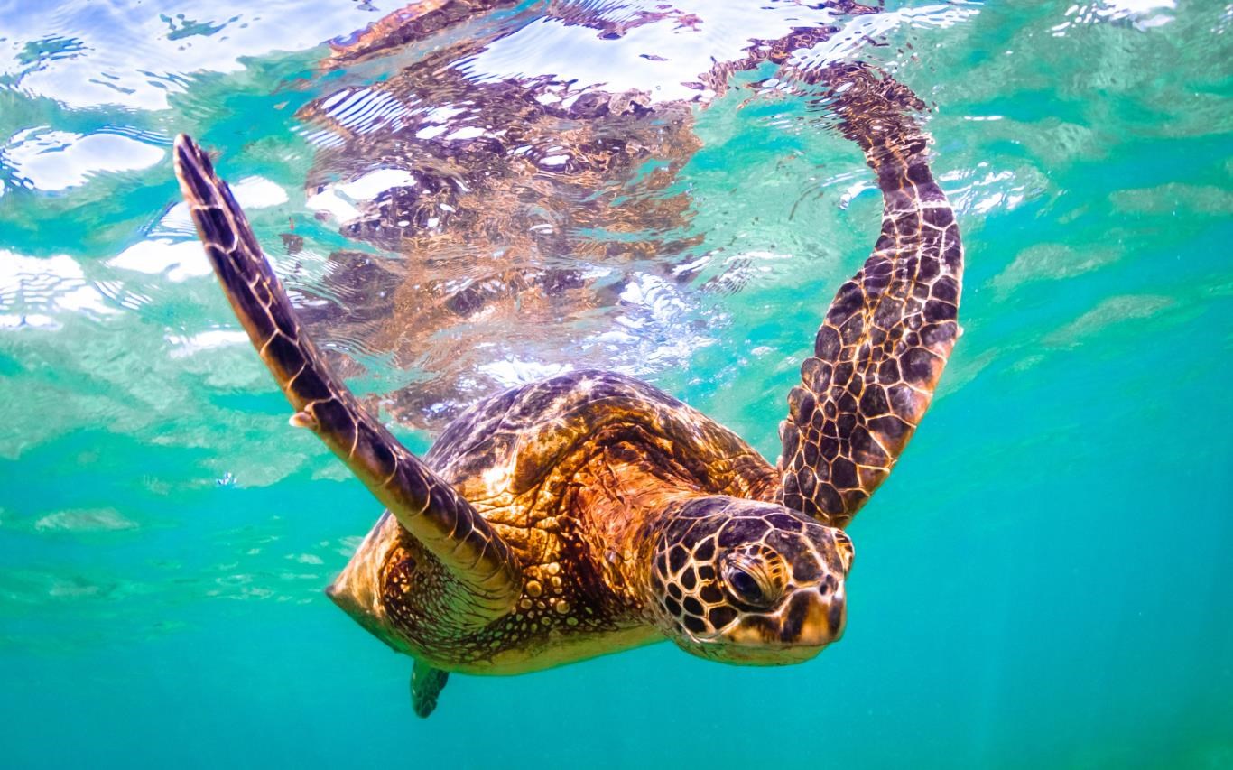 Turtles and Tortoises download and install on Windows