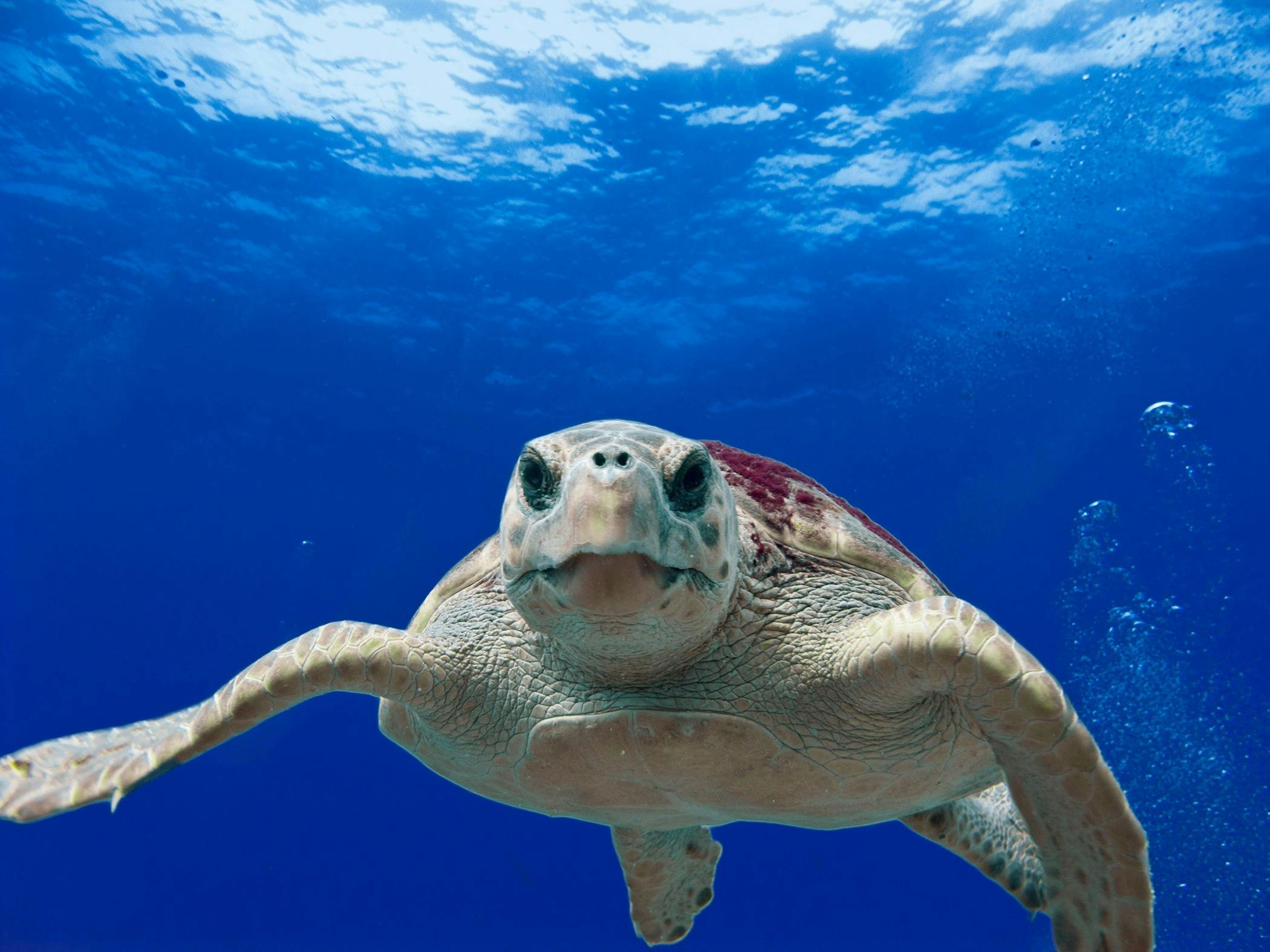 2,Best Turtle Photo · 100% Free Downloads