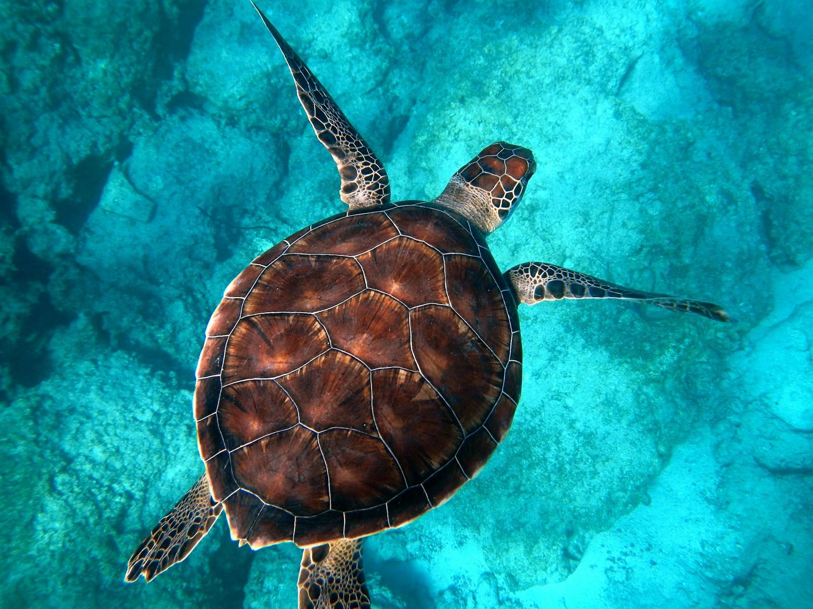 Ecotourism's impact on sea turtles