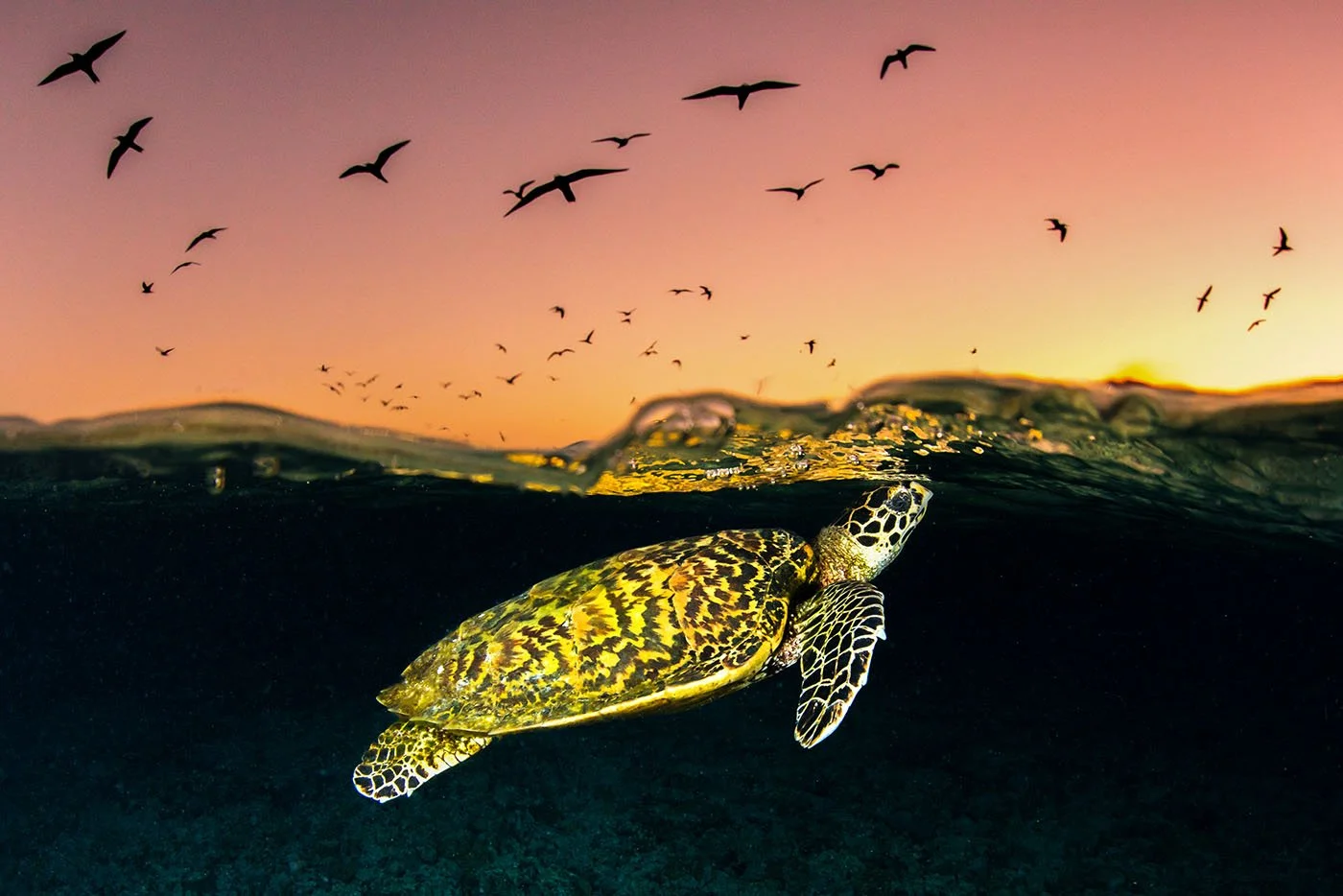Hawksbills: The Most Beautiful of Sea Turtles