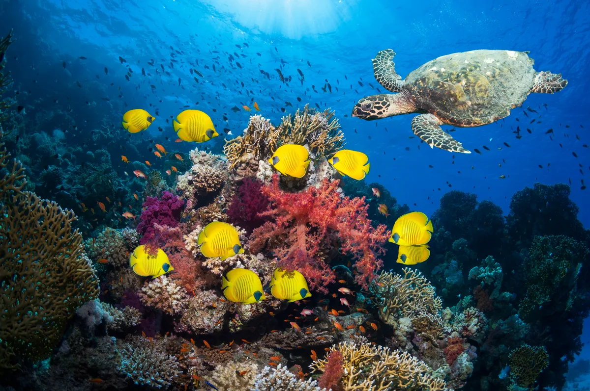 These 9 beautiful photo of sea turtles prove just how majestic (and fearless) these marine creatures can be