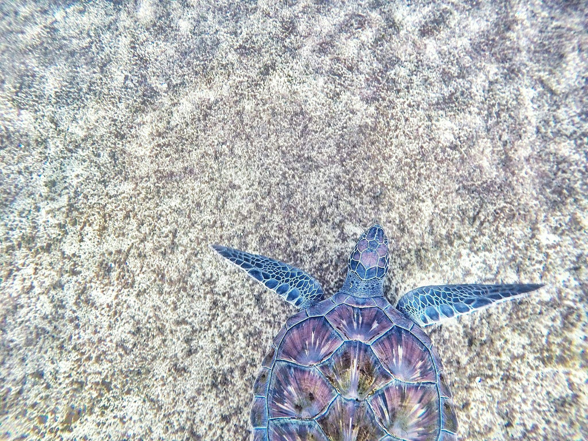 2,Best Turtle Photo · 100% Free Downloads