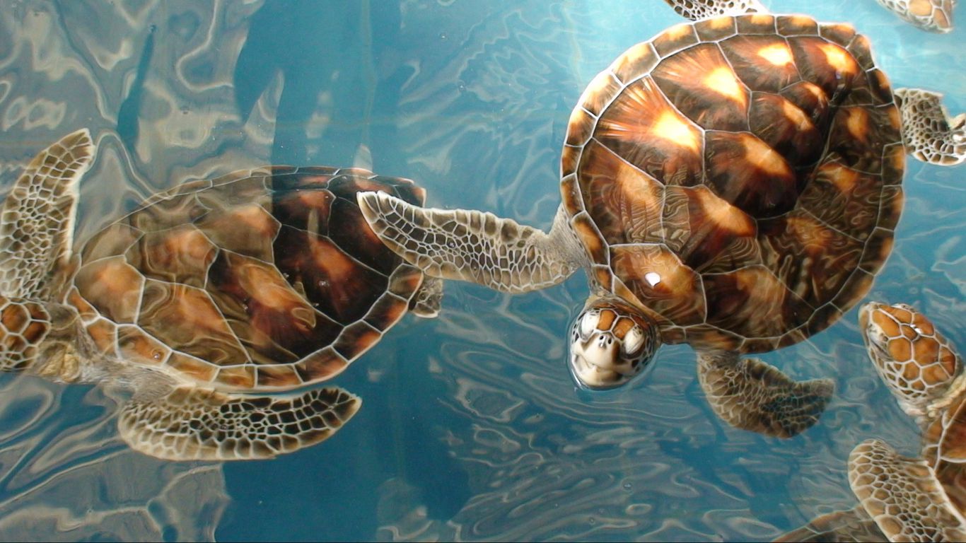 Download wallpaper 1366x768 many, sea, underwater, turtle tablet, laptop HD background