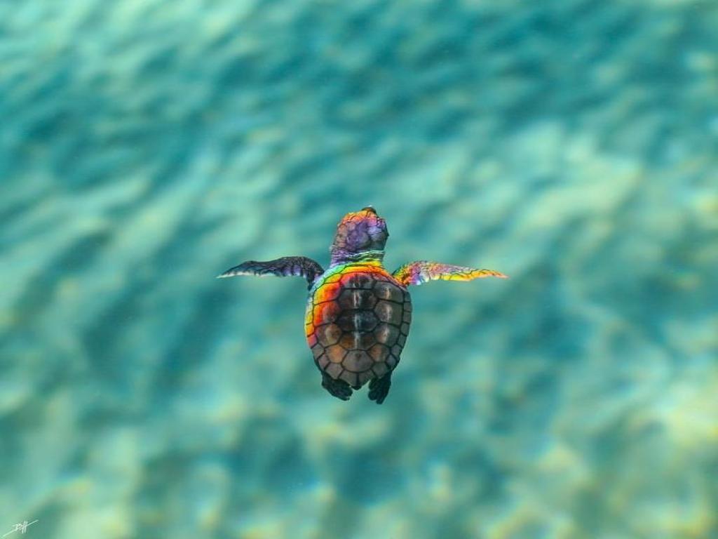 Cute Sea Turtle Wallpaper, HD Cute Sea Turtle Background on WallpaperBat