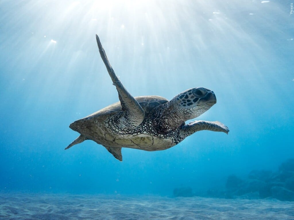 375 Pound Loggerhead Sea Turtle Returns To Atlantic Ocean After 3 Months Of Rehab In Florida