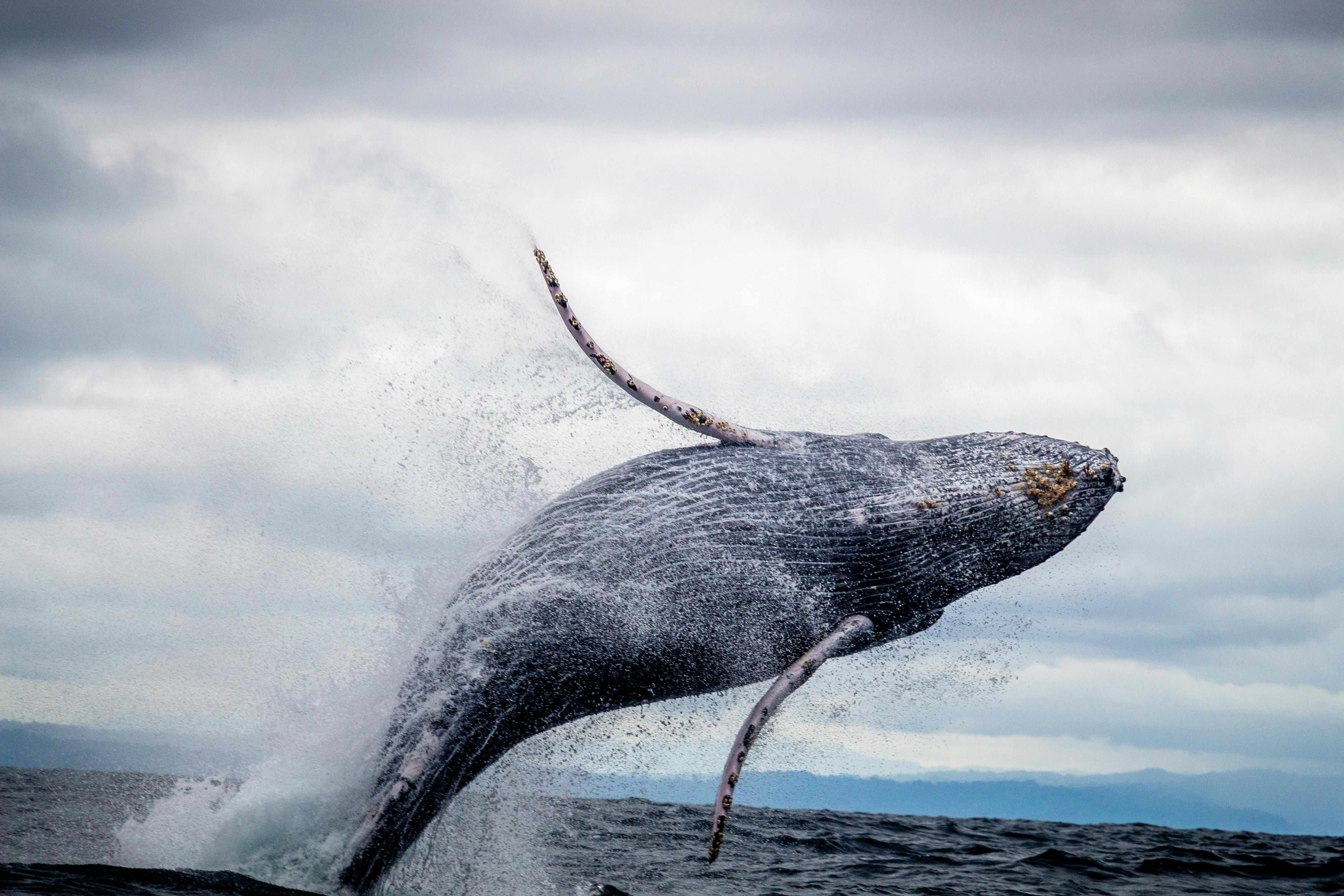 Sea Animal Photo, Download The BEST Free Sea Animal & HD Image