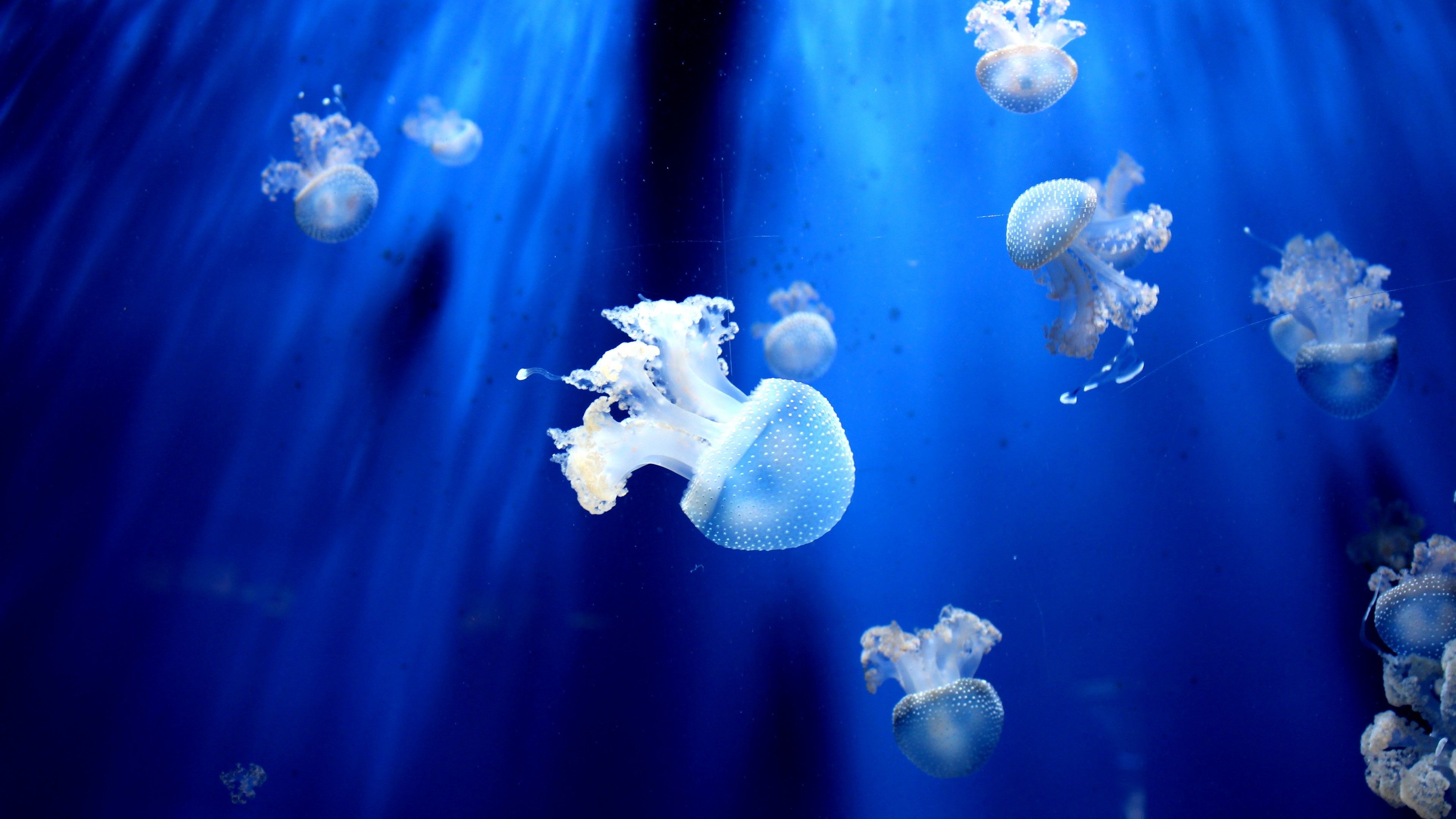 Sea Animals Wallpaper