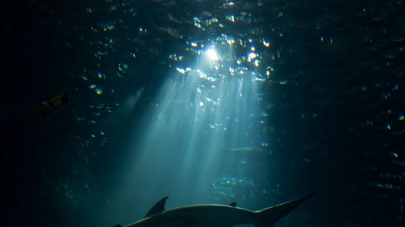 Download wallpaper 1366x768 shark, underwater world, dark tablet, laptop HD background