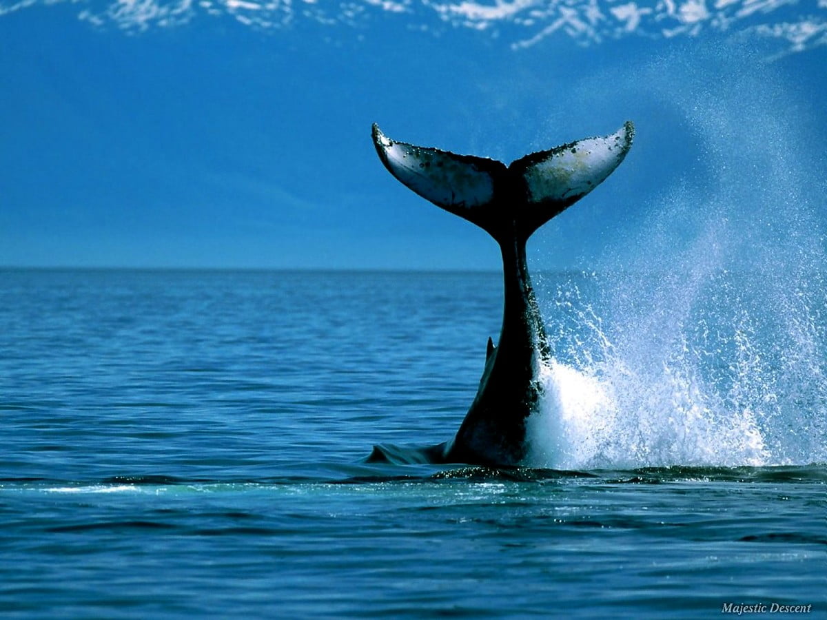 4K Animals wallpaper. Download Free background