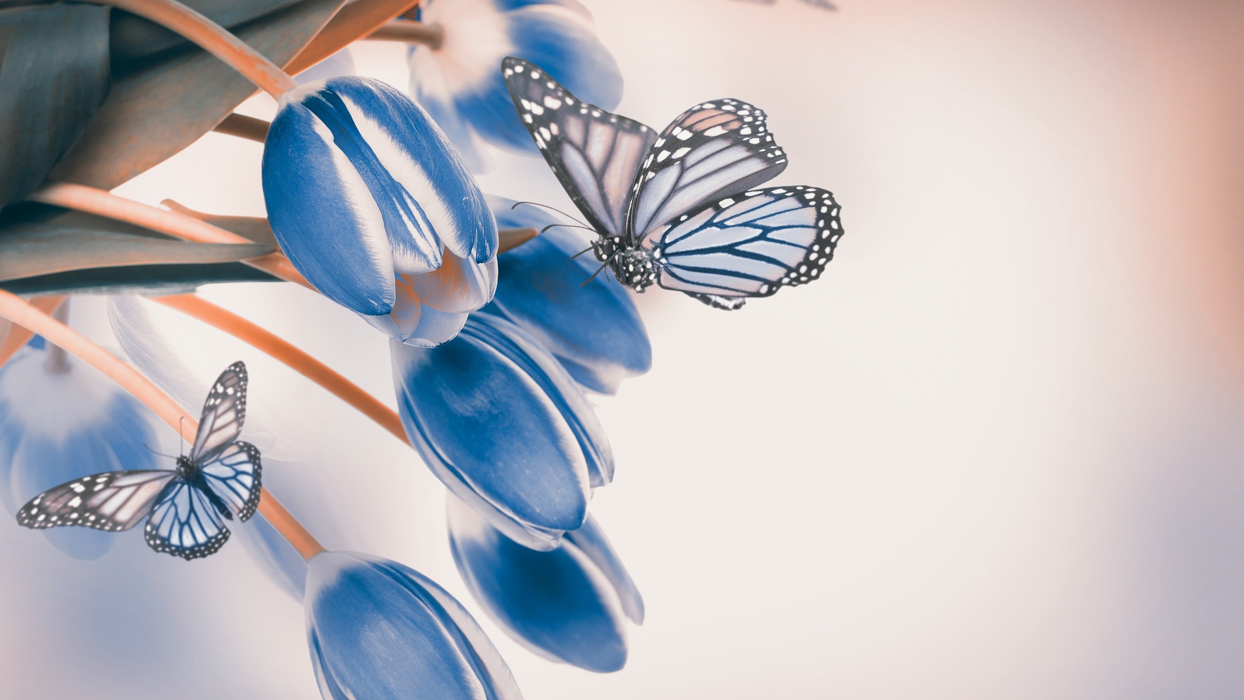 Wallpaper Blue and White Butterfly on White Surface, Background Free Image