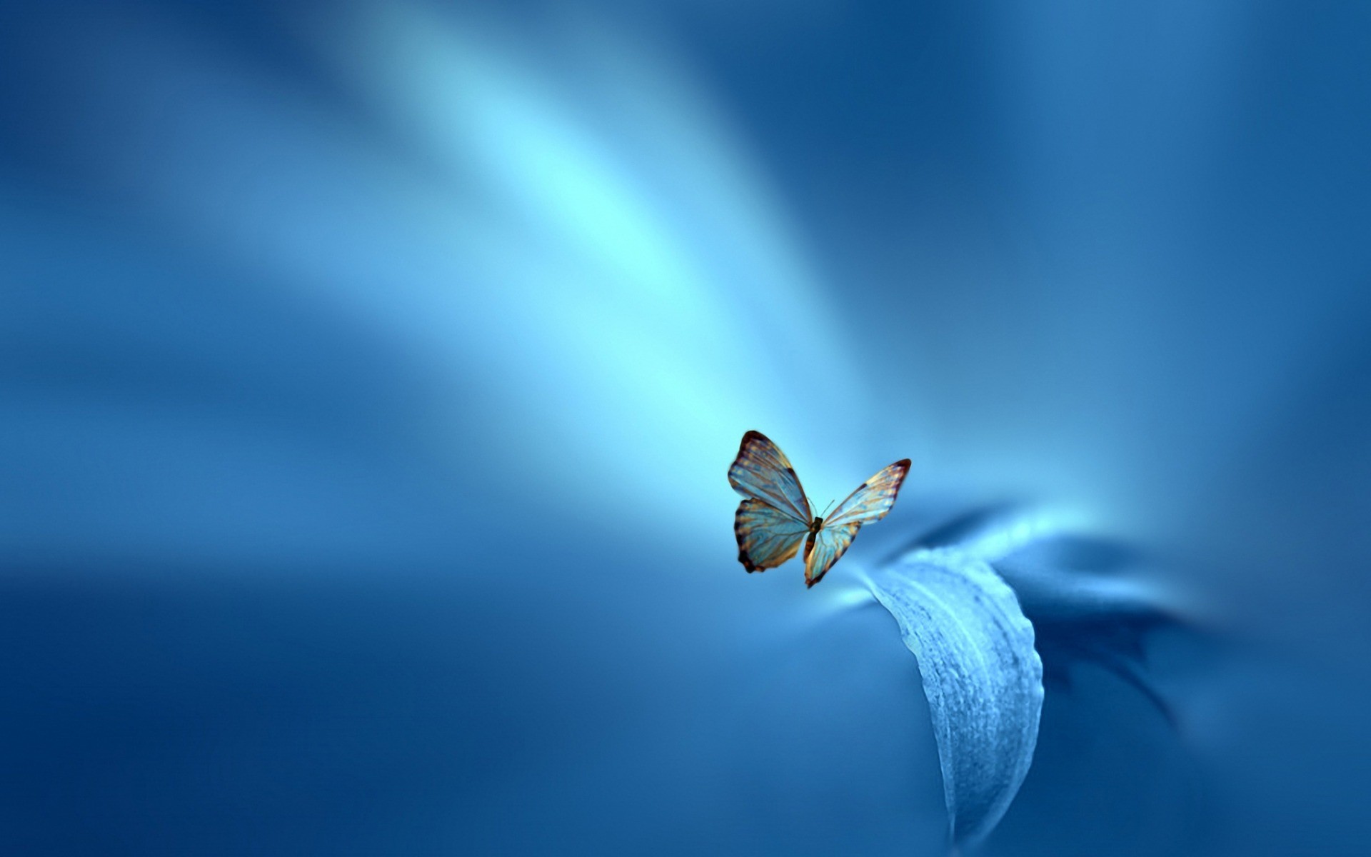 Blue Butterfly Wallpaper Background