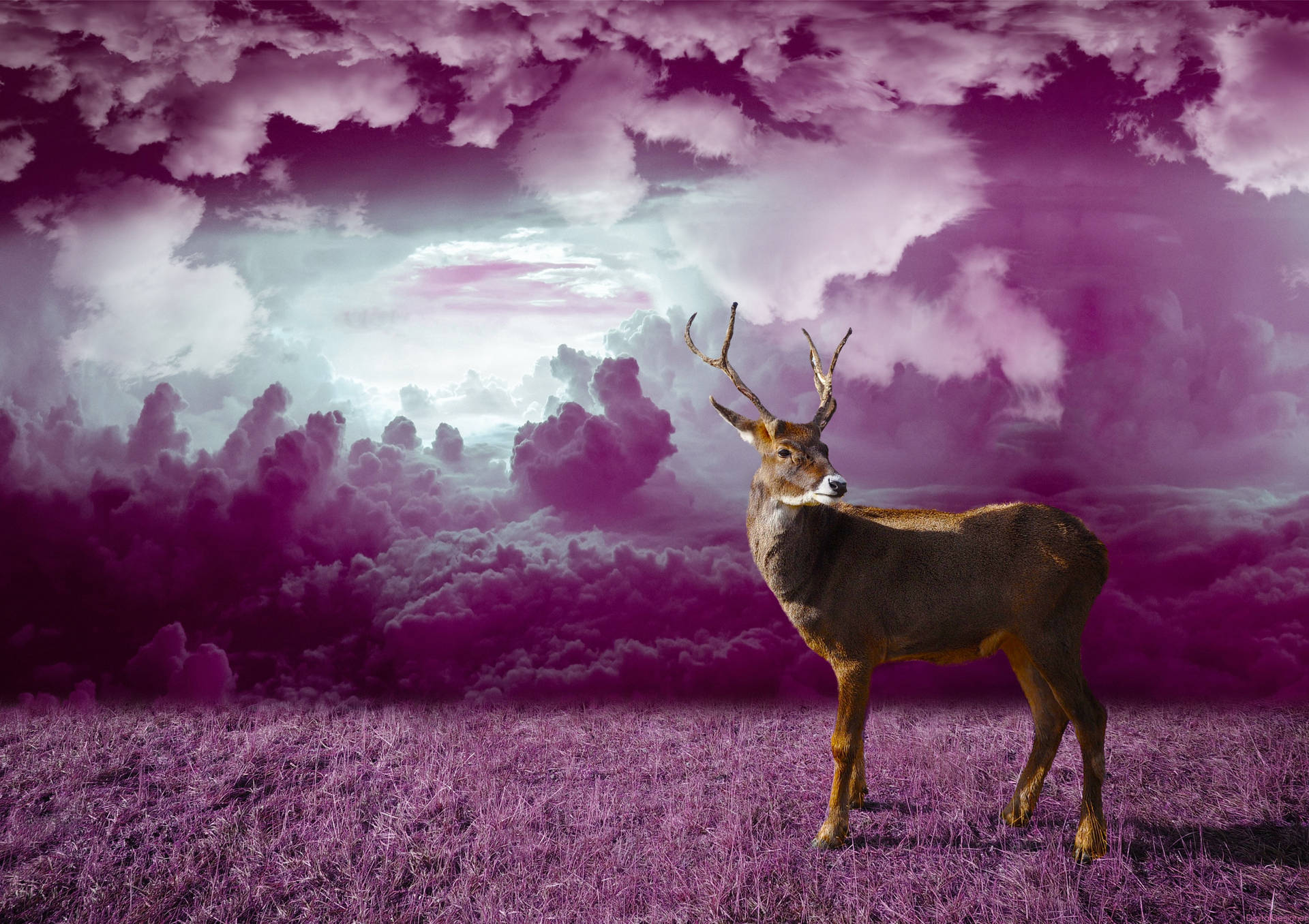 Download Deer In Purple Monochrome Fantasy Art Wallpaper